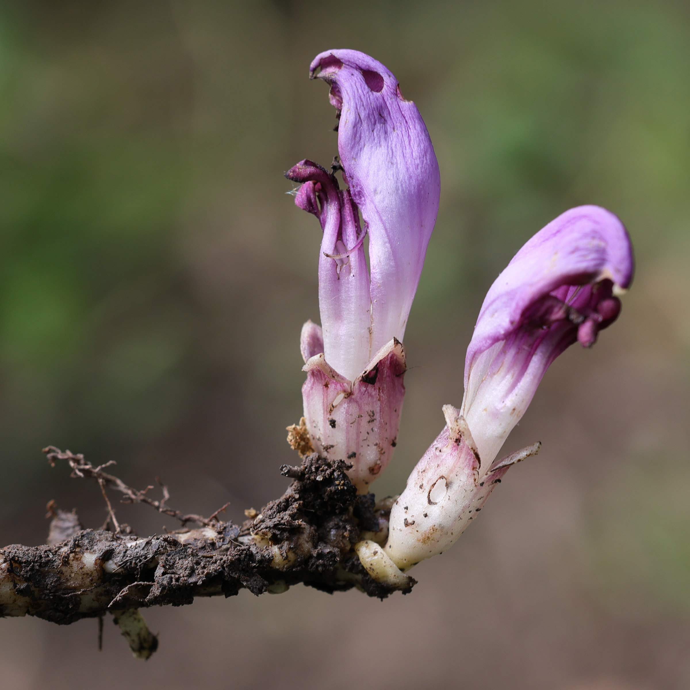 Afficher le média lathraea_clandestina5md lathraea_clandestina5md