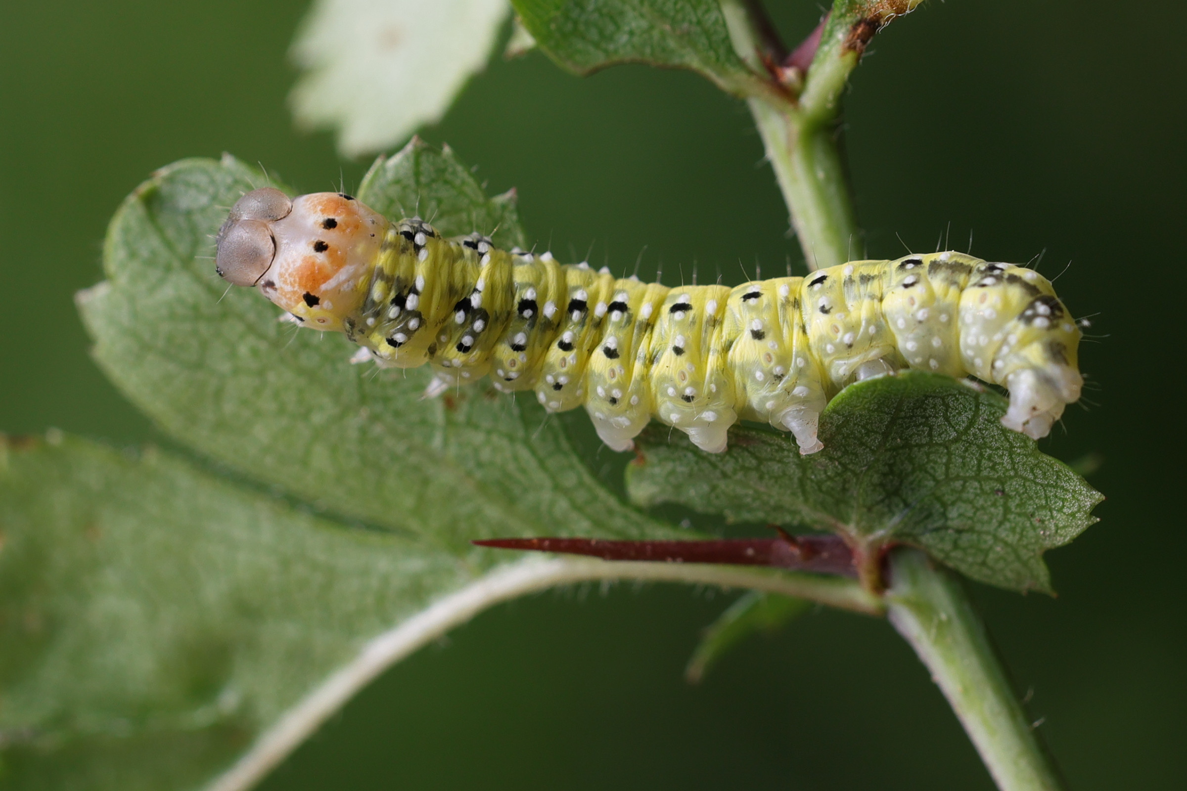 Afficher le média polyploca_ridens_ch1md polyploca_ridens_ch1md