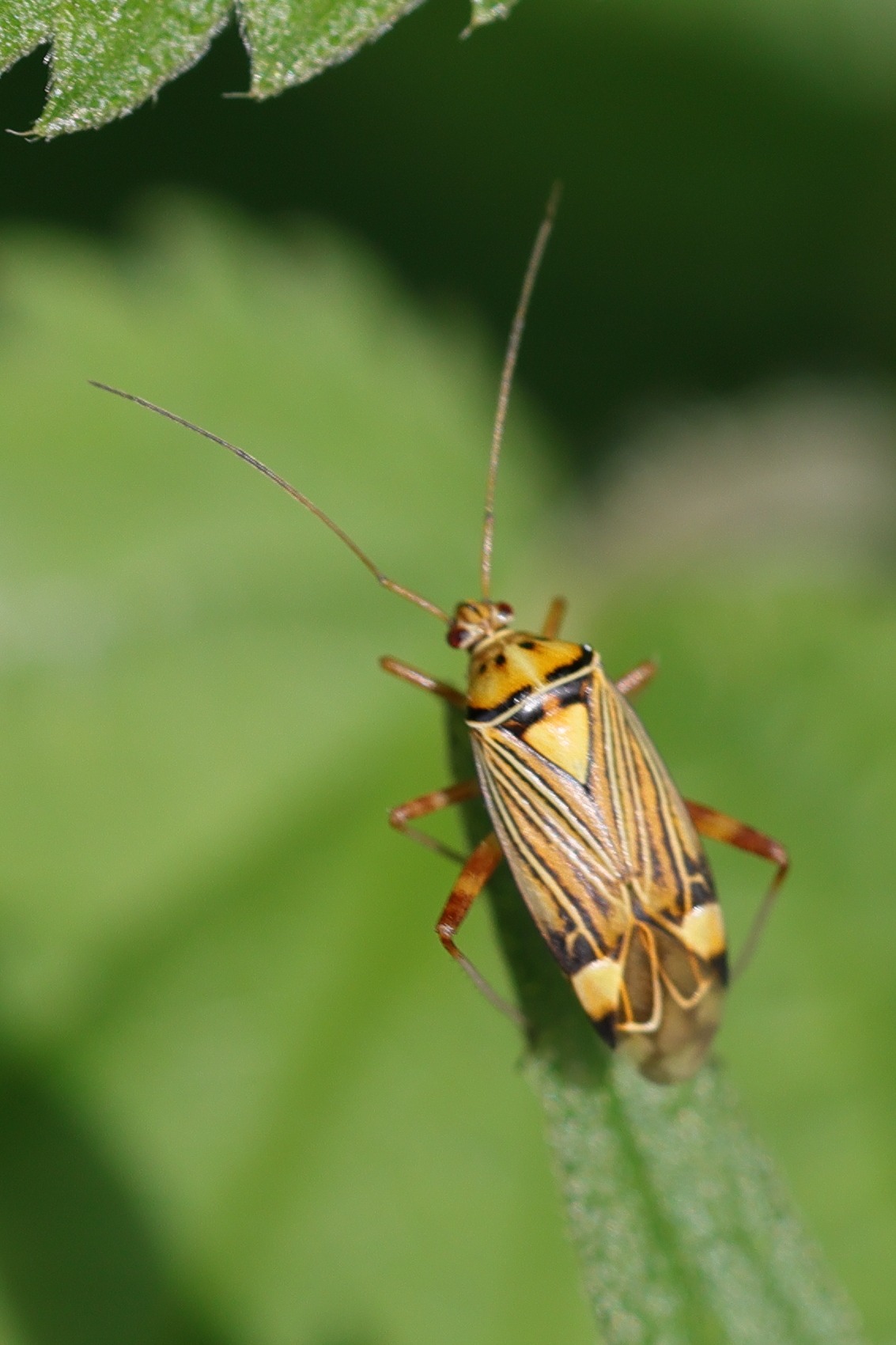 rhabdomiris_striatellus3md