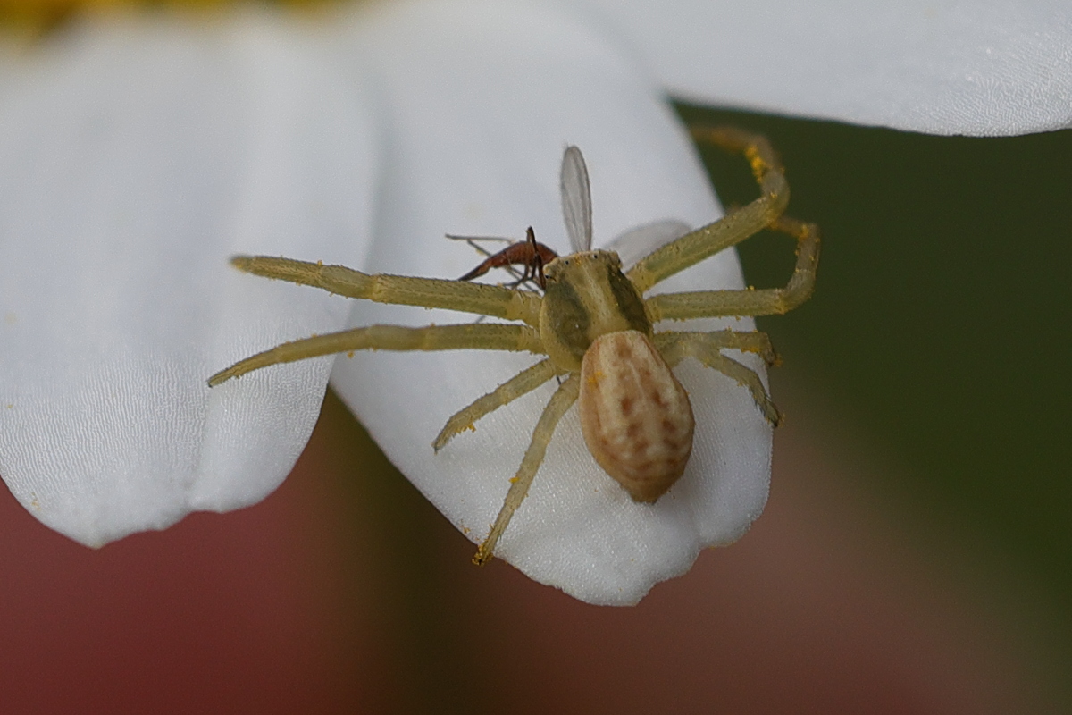 Afficher le média runcinia_grammica1md runcinia_grammica1md