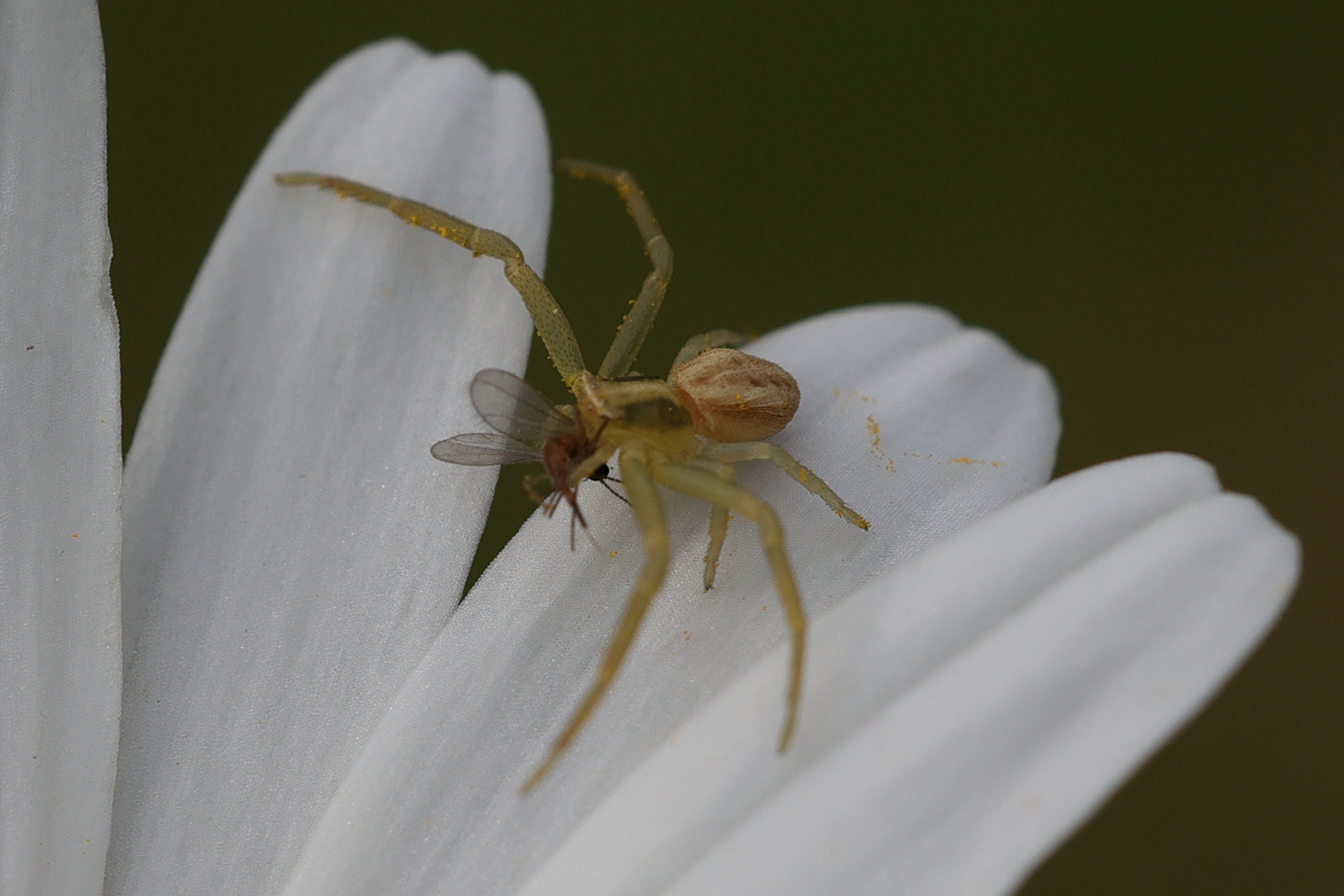 Afficher le média runcinia_grammica2md runcinia_grammica2md