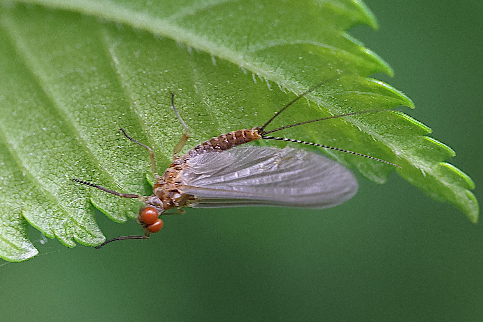 serratella_ignita4md