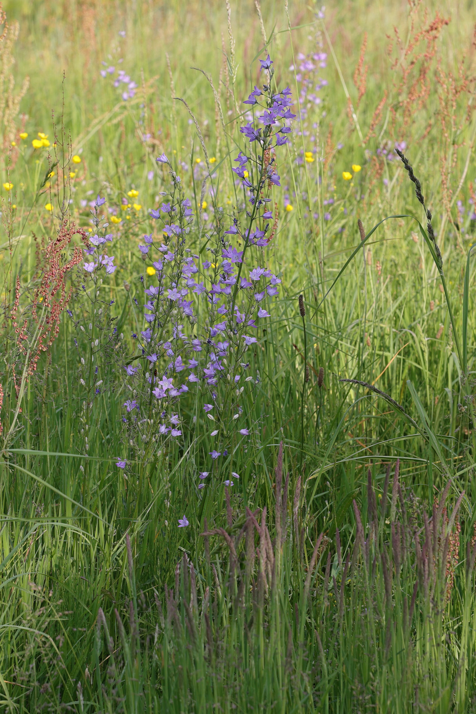 campanula_rapunculus2md