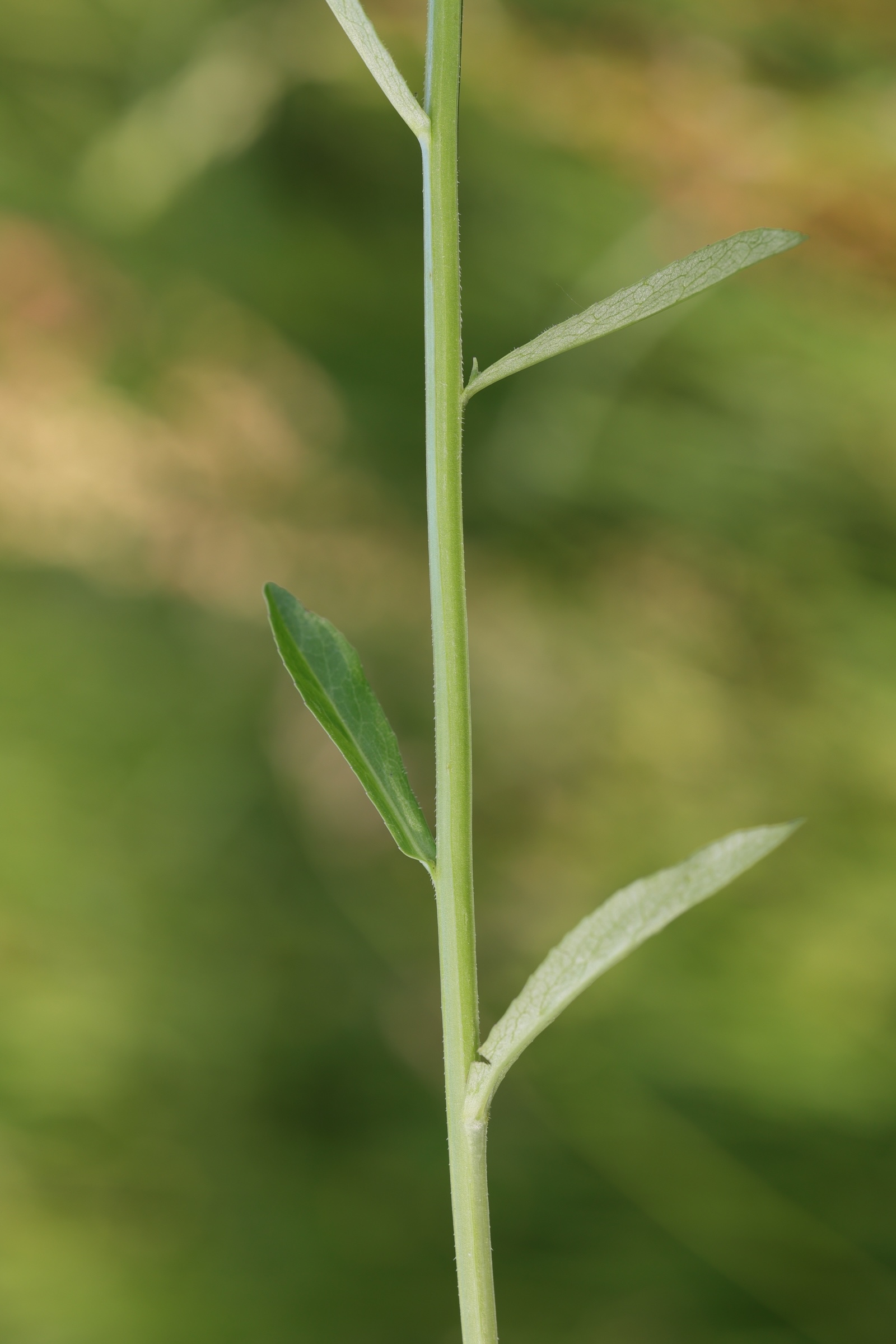 campanula_rapunculus3md