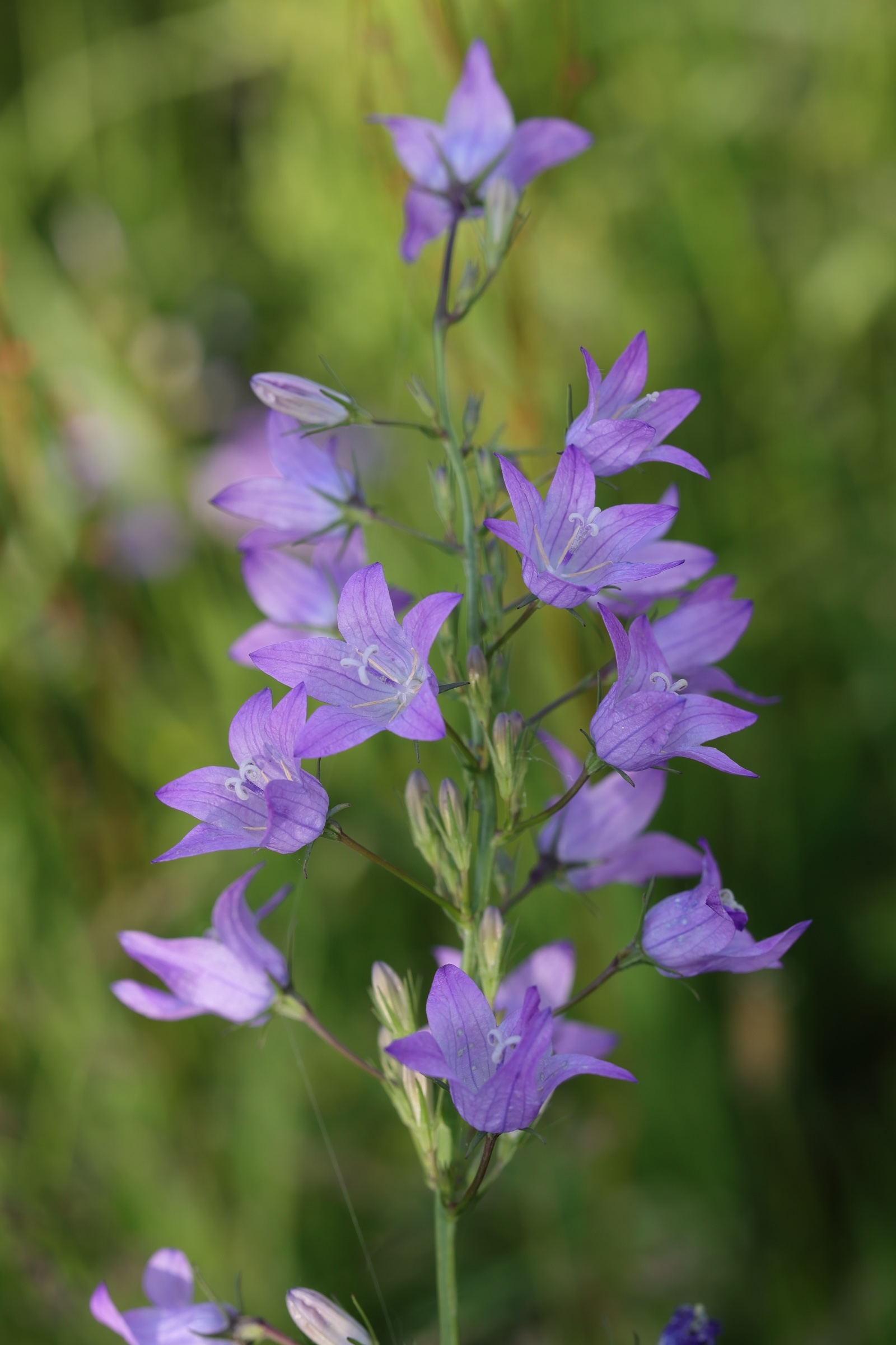 campanula_rapunculus4md