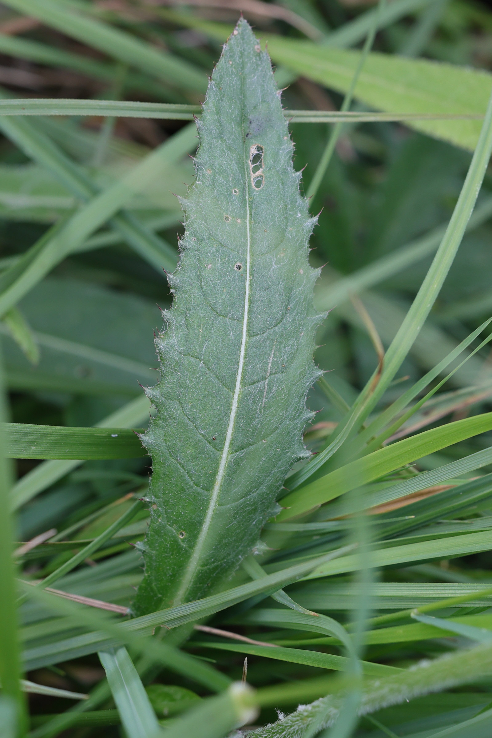 Afficher le média cirsium_dissectum6md cirsium_dissectum6md