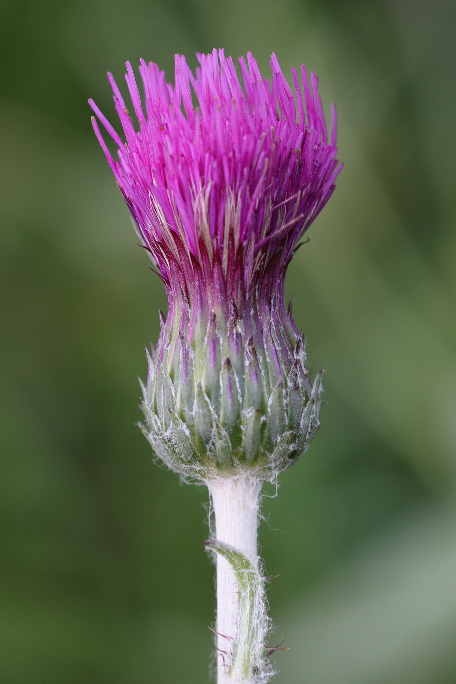 Afficher le média cirsium_dissectum7md cirsium_dissectum7md