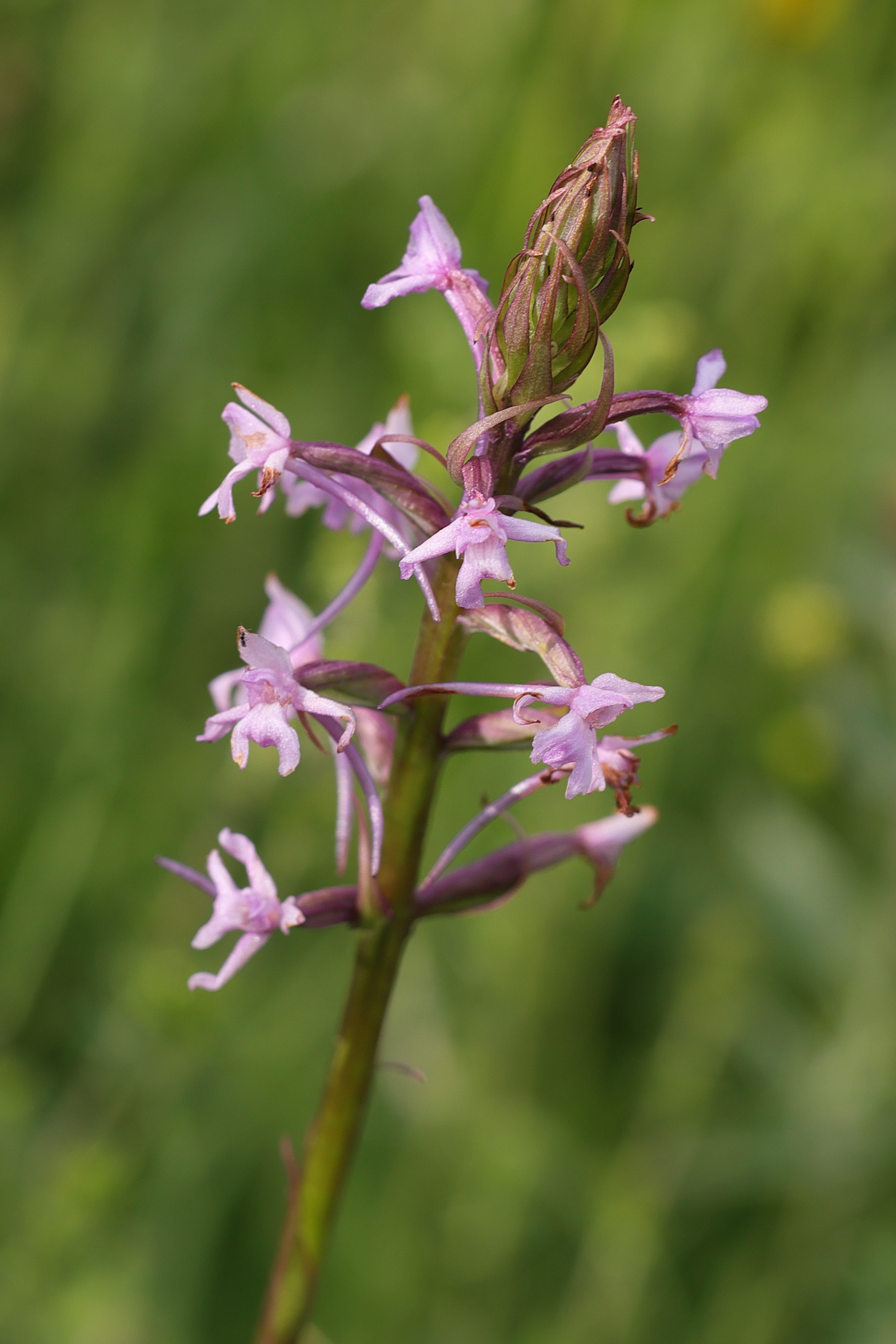 gymnadenia_conopsea7md