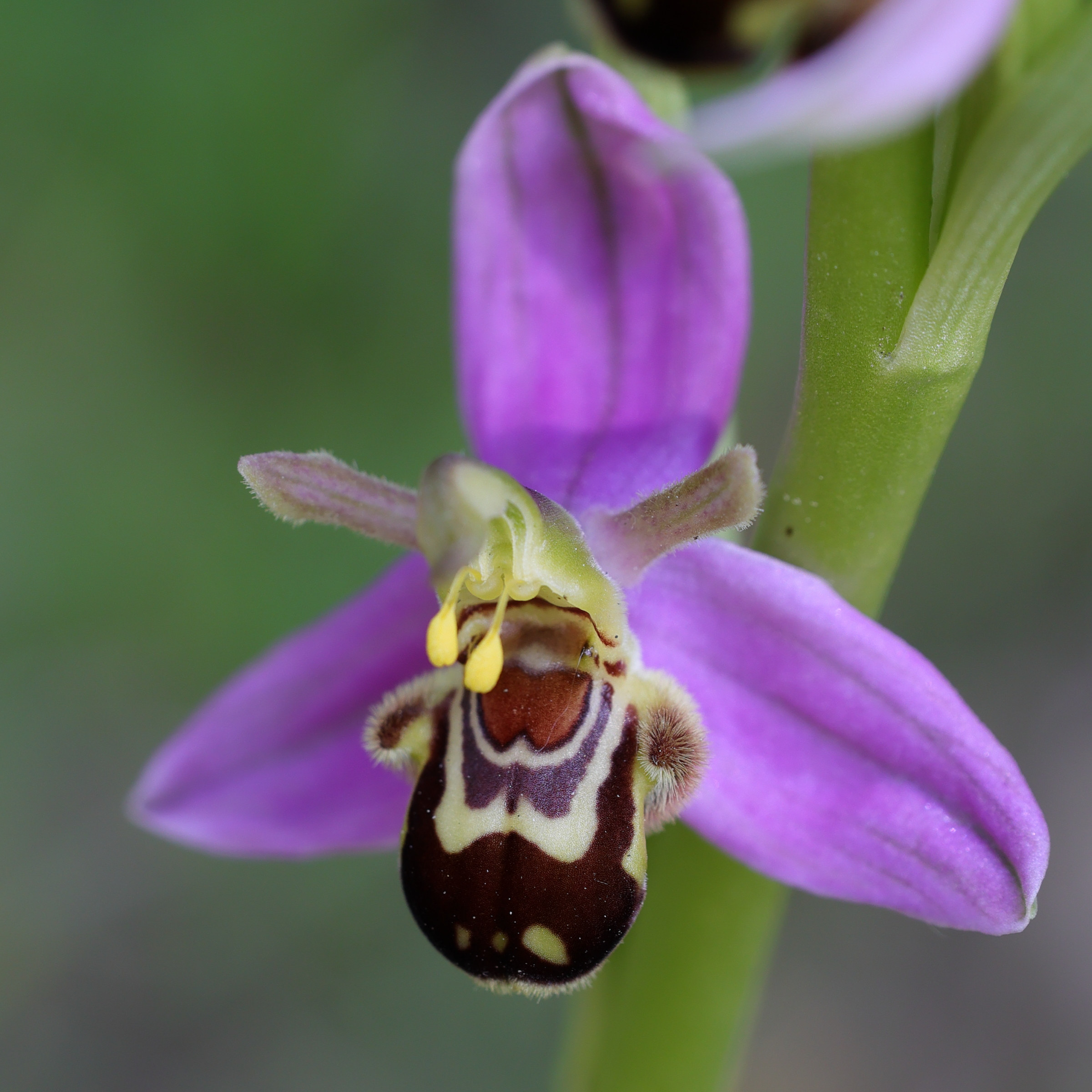 Afficher le média ophrys_apifera9md ophrys_apifera9md