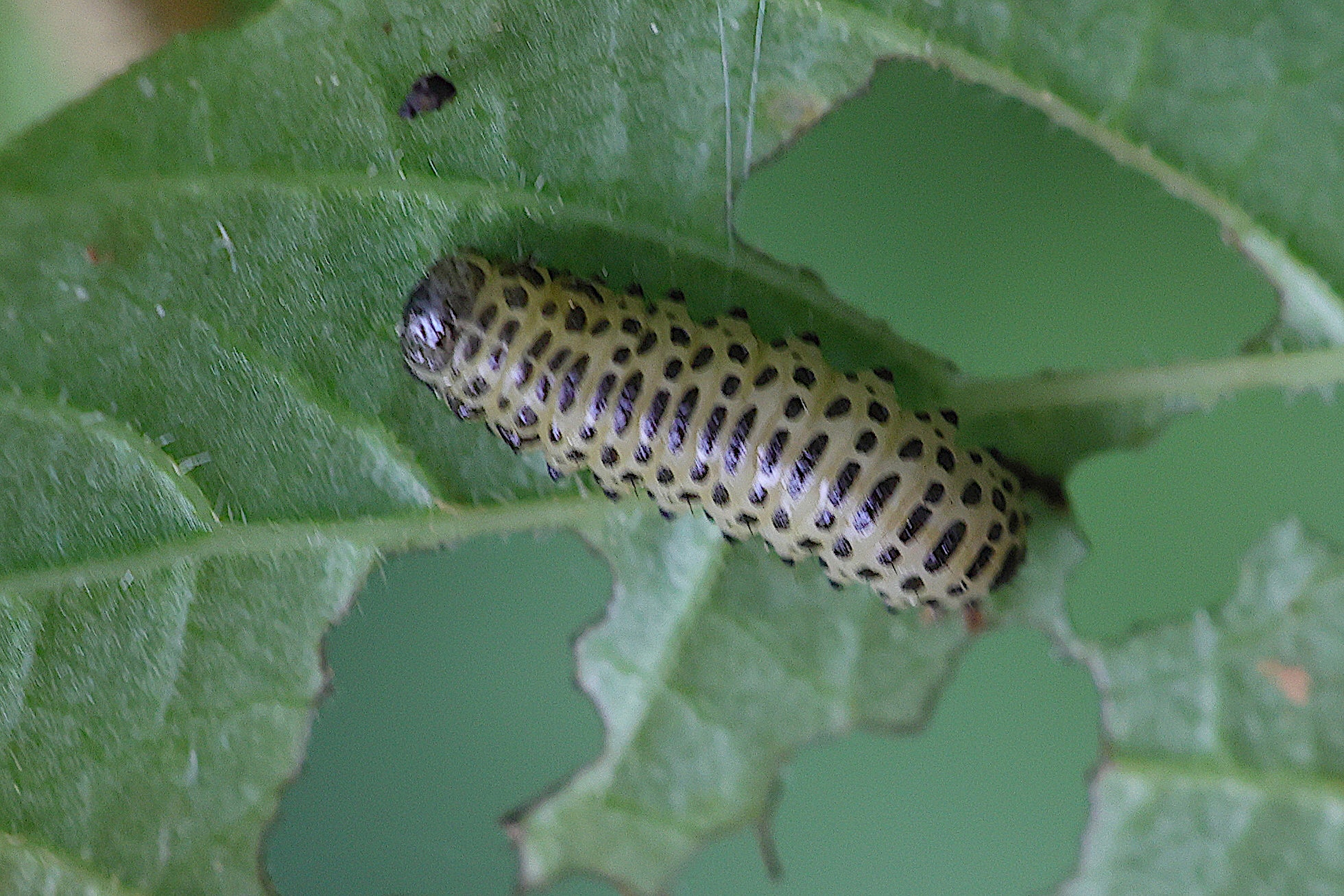 pyrrhalta_viburni3md