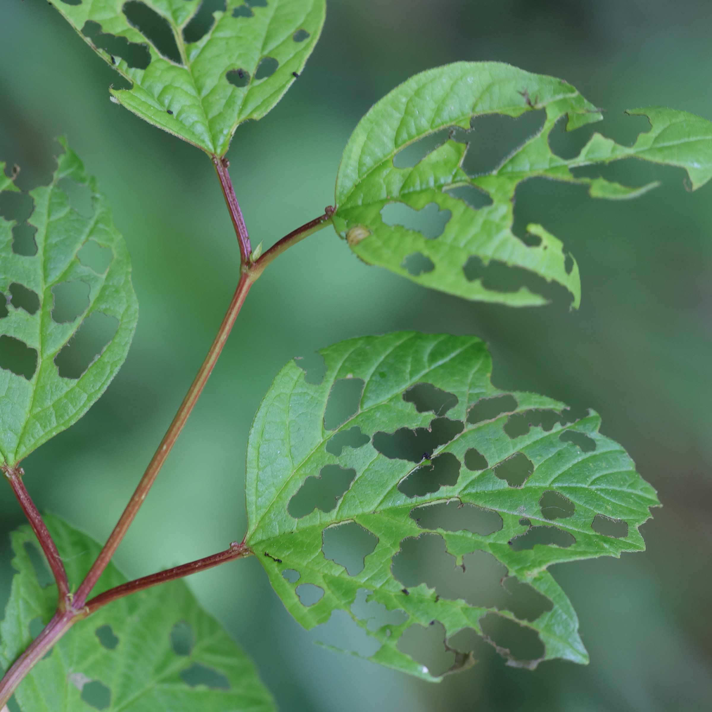 pyrrhalta_viburni4md