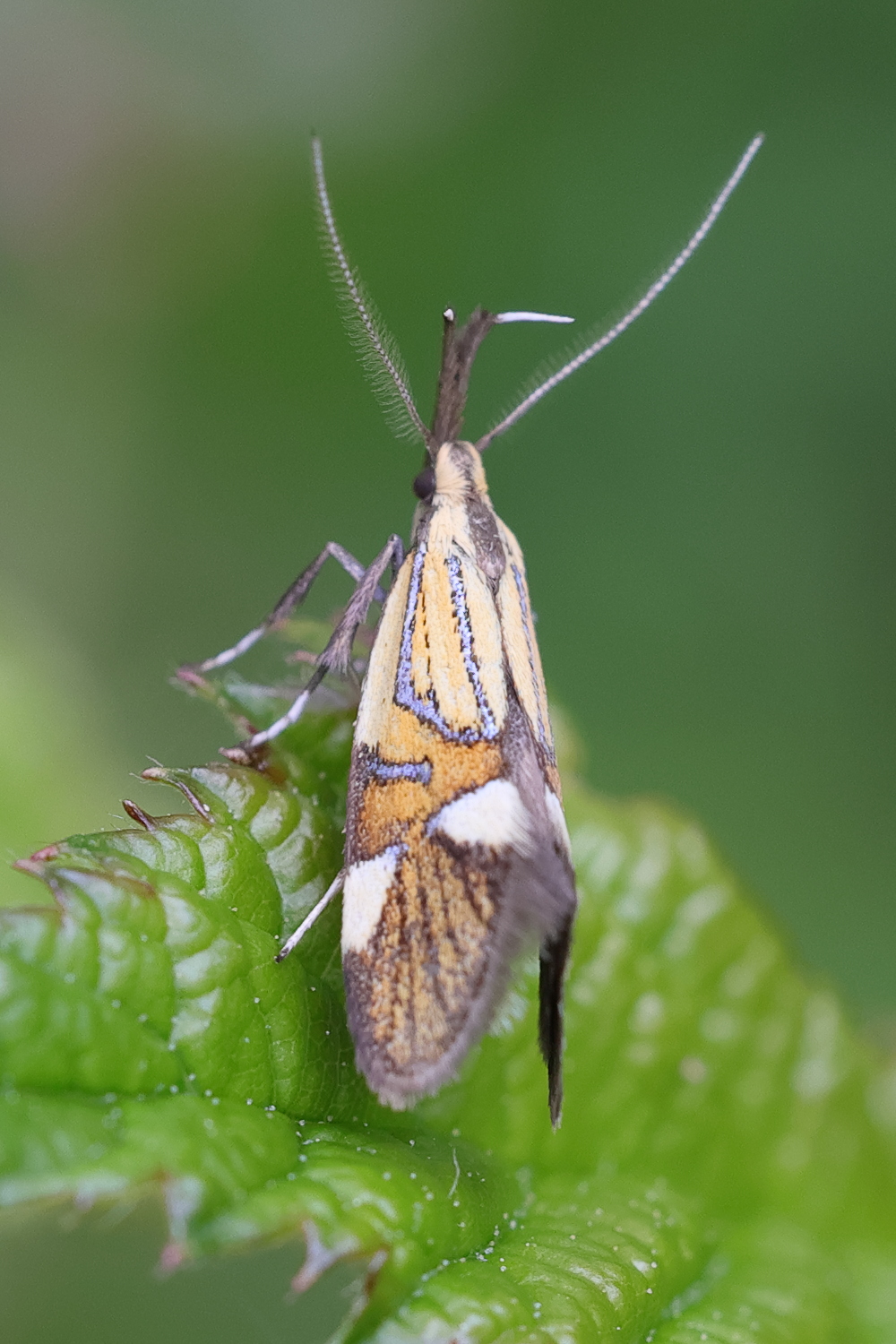 alabonia_geoffrella2md