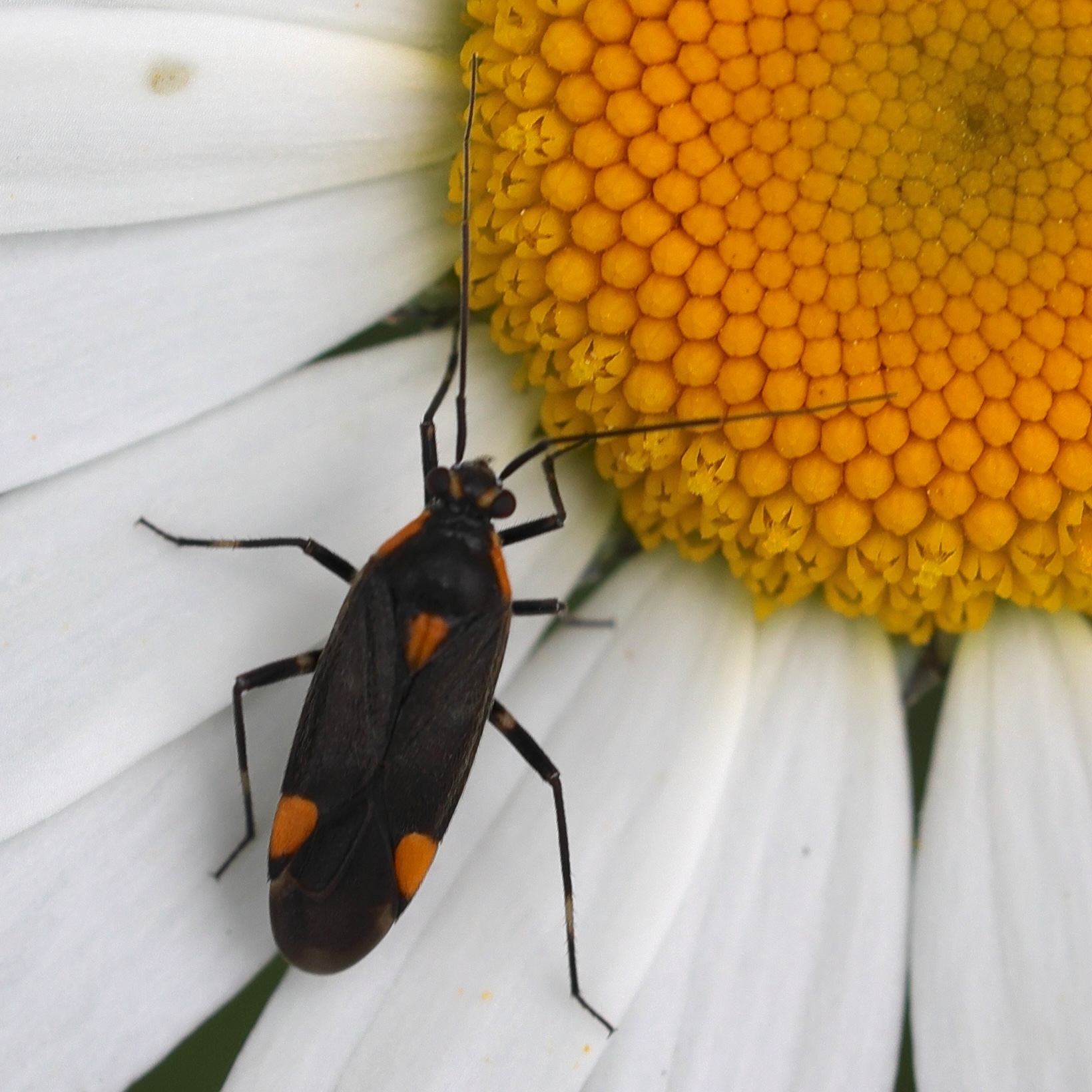 capsodes_flavomarginatus2md