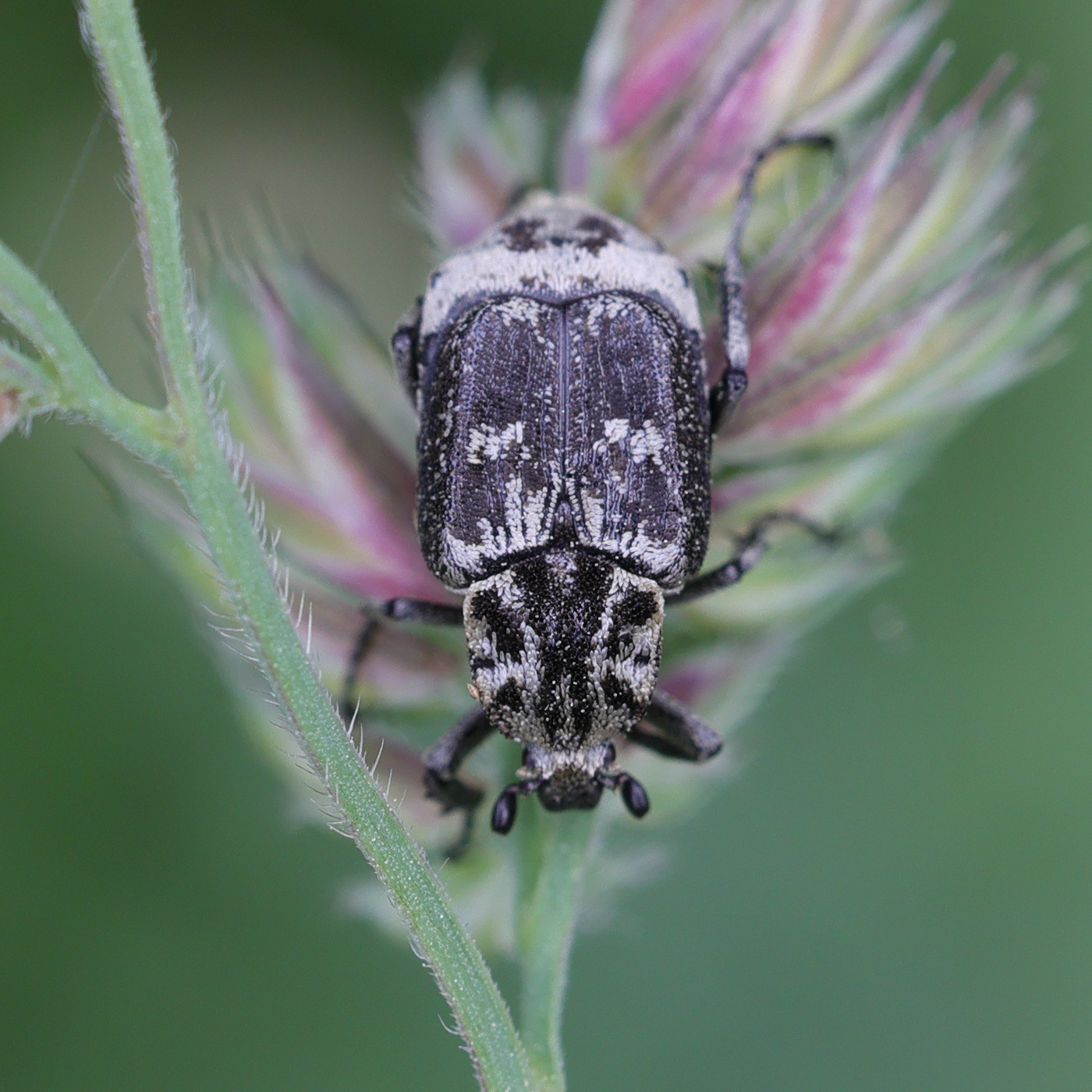 valgus_hemipterus6md