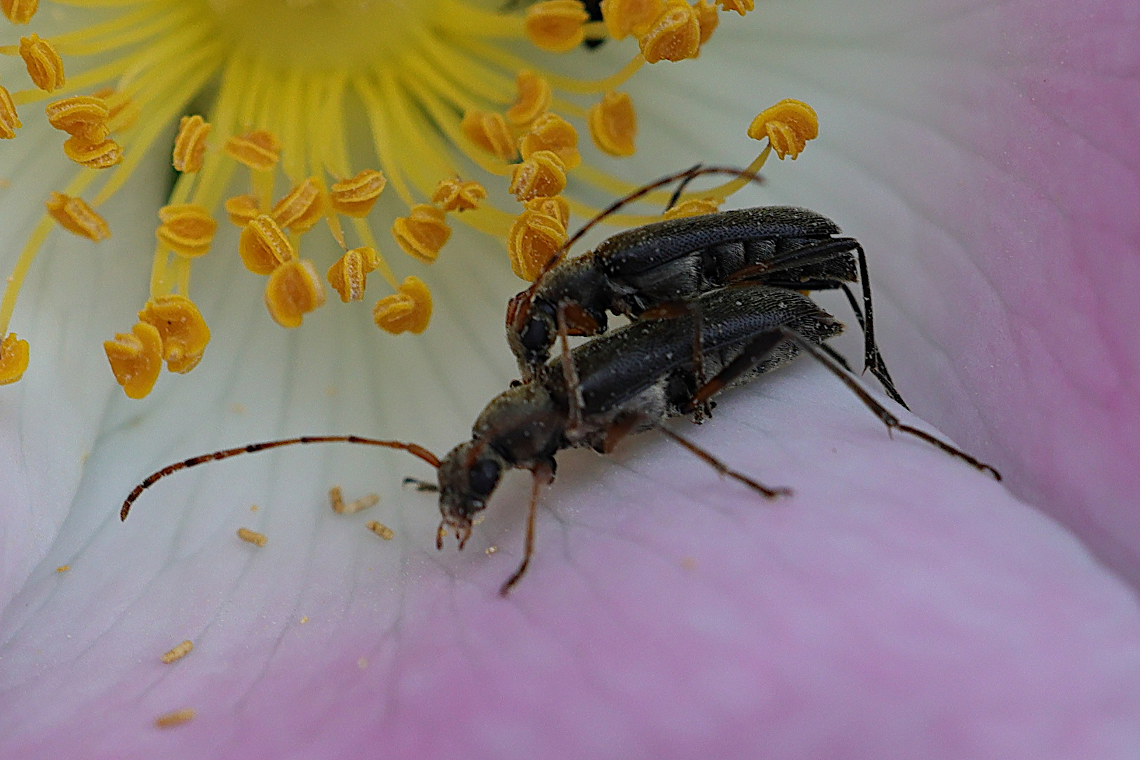 Afficher le média grammoptera_ruficornis1md grammoptera_ruficornis1md