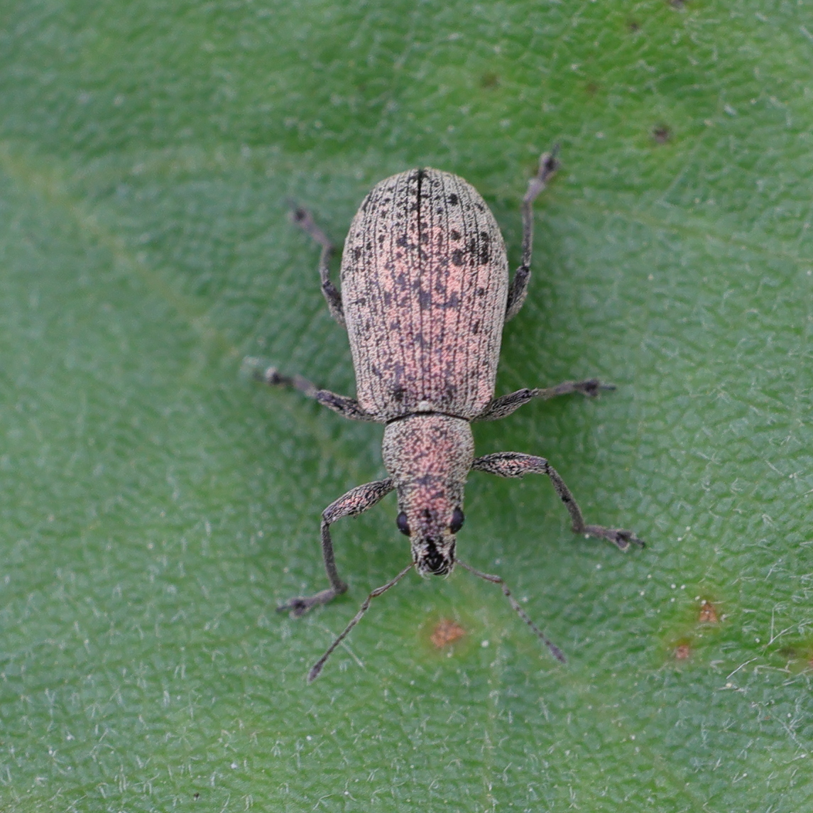 polydrusus_cervinus1md