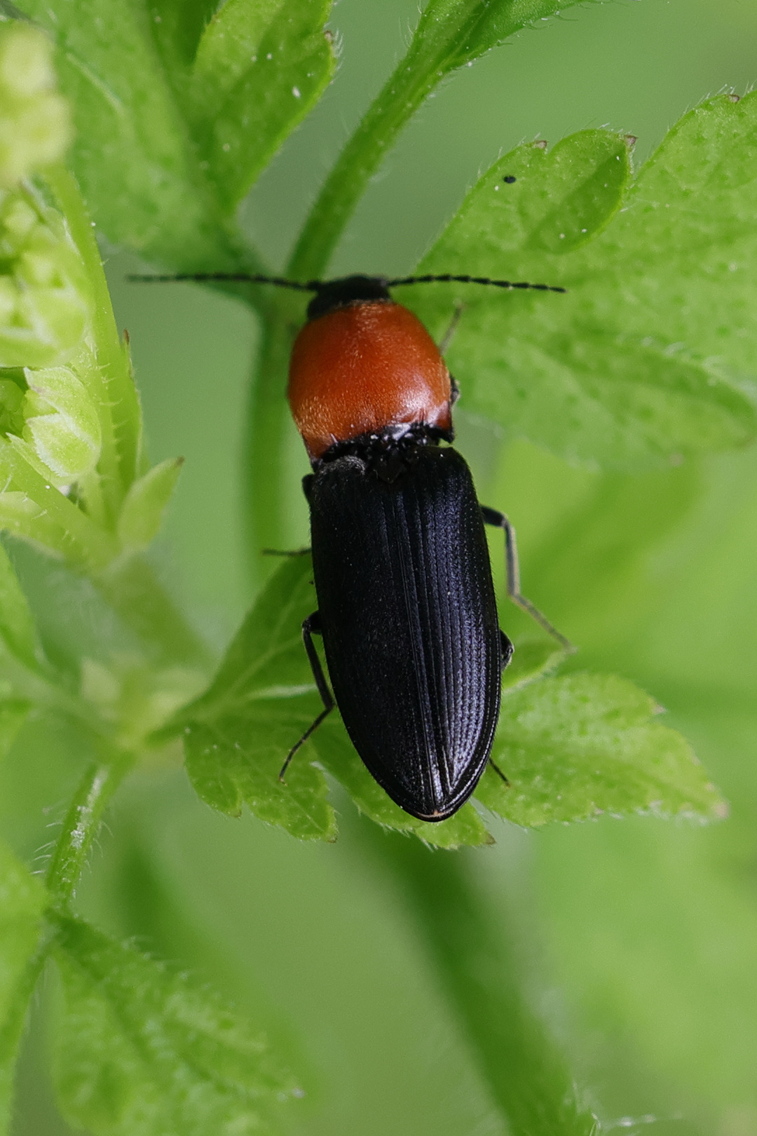 cardiophorus_gramineus1md