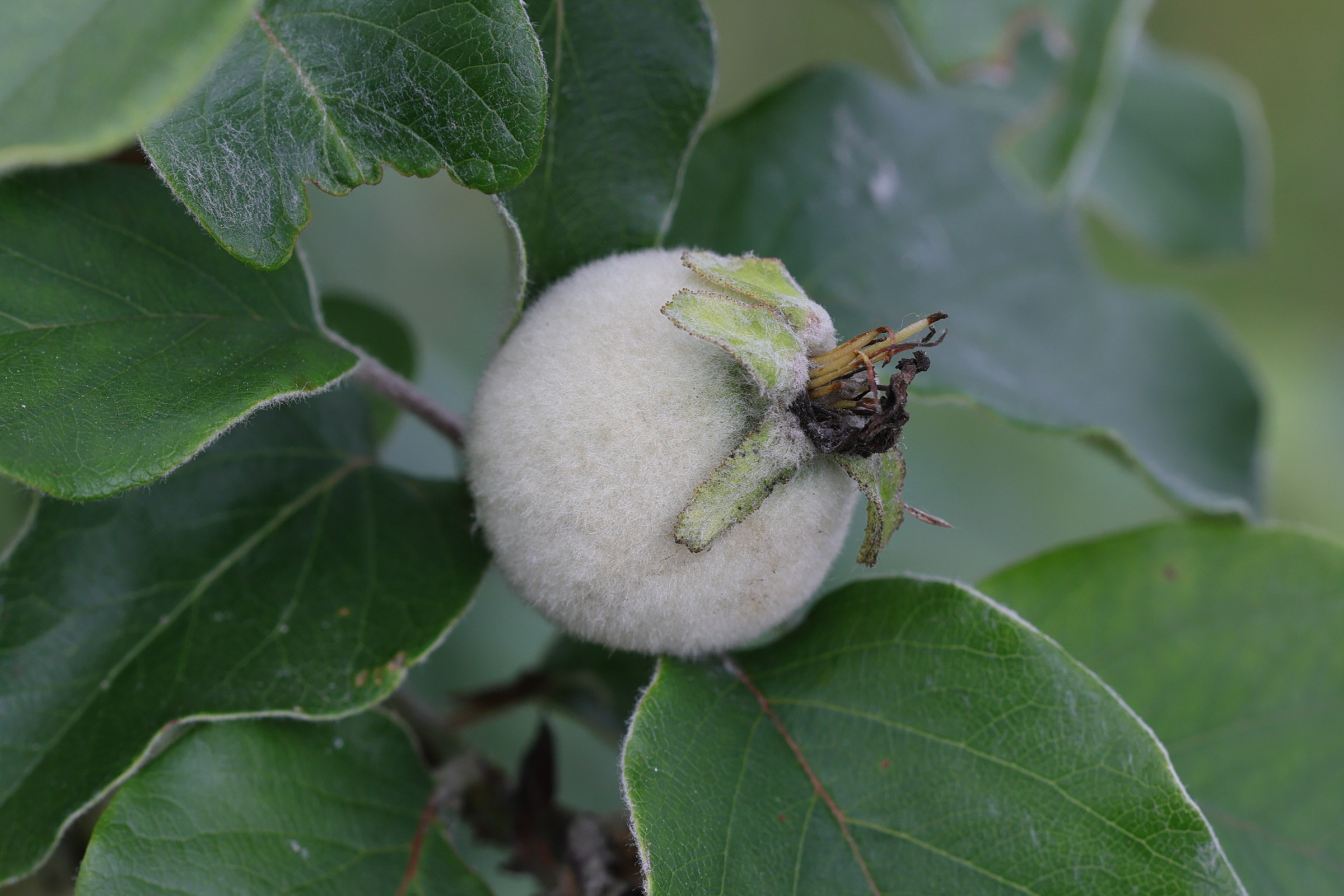 crataegus_germanica8md