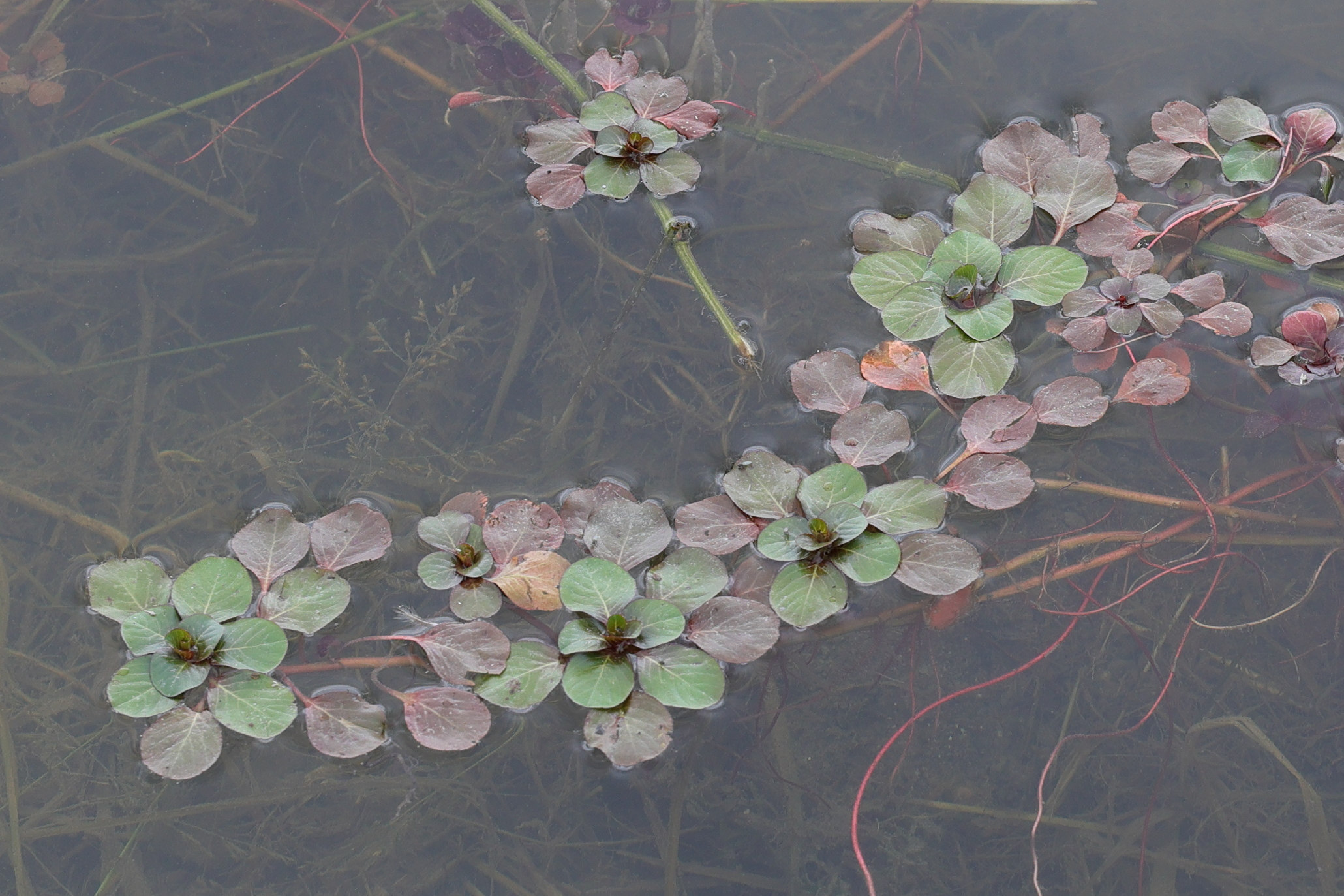 Afficher le média ludwigia_peploides6md ludwigia_peploides6md