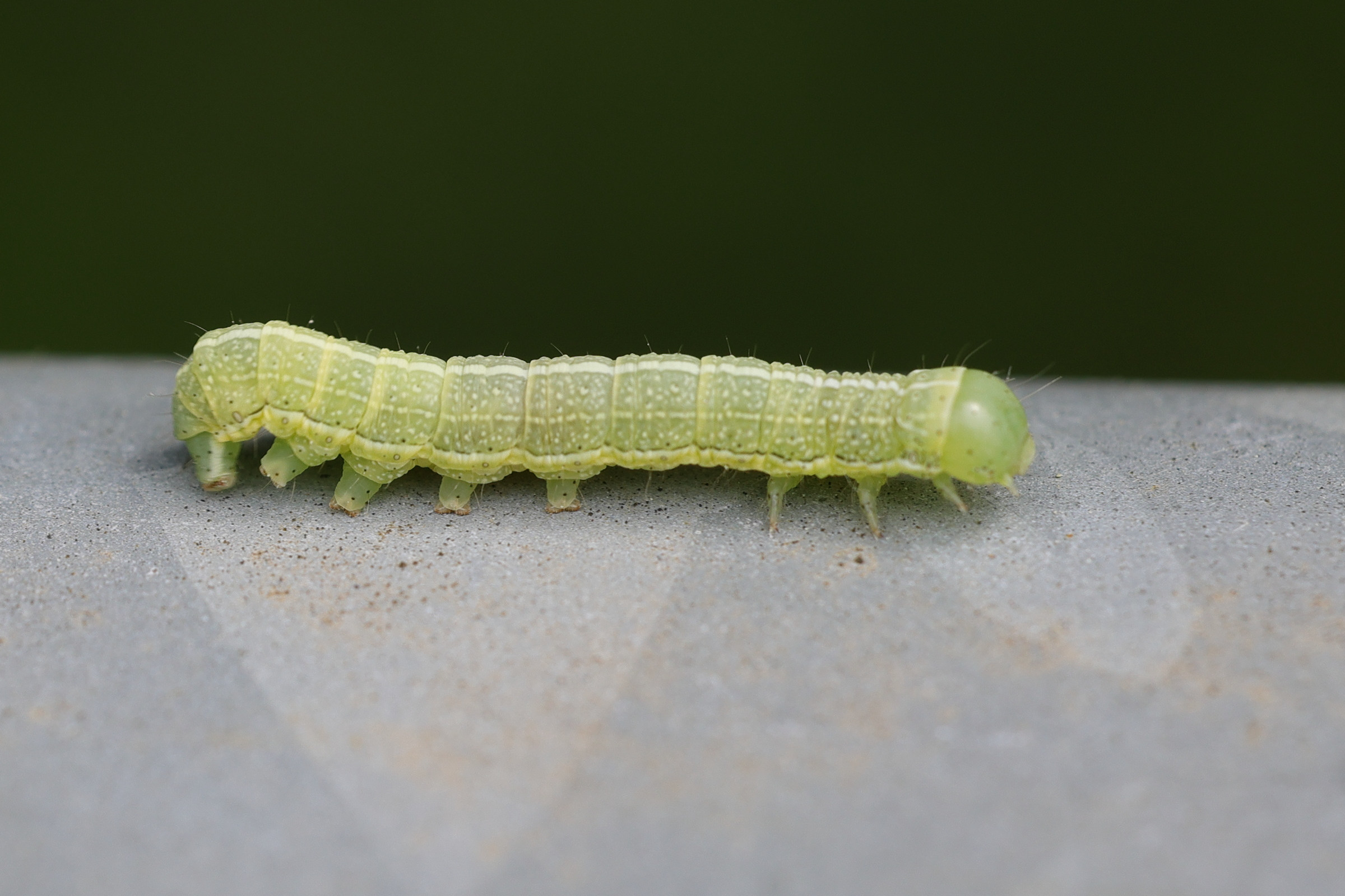 orthosia_incerta_ch5md