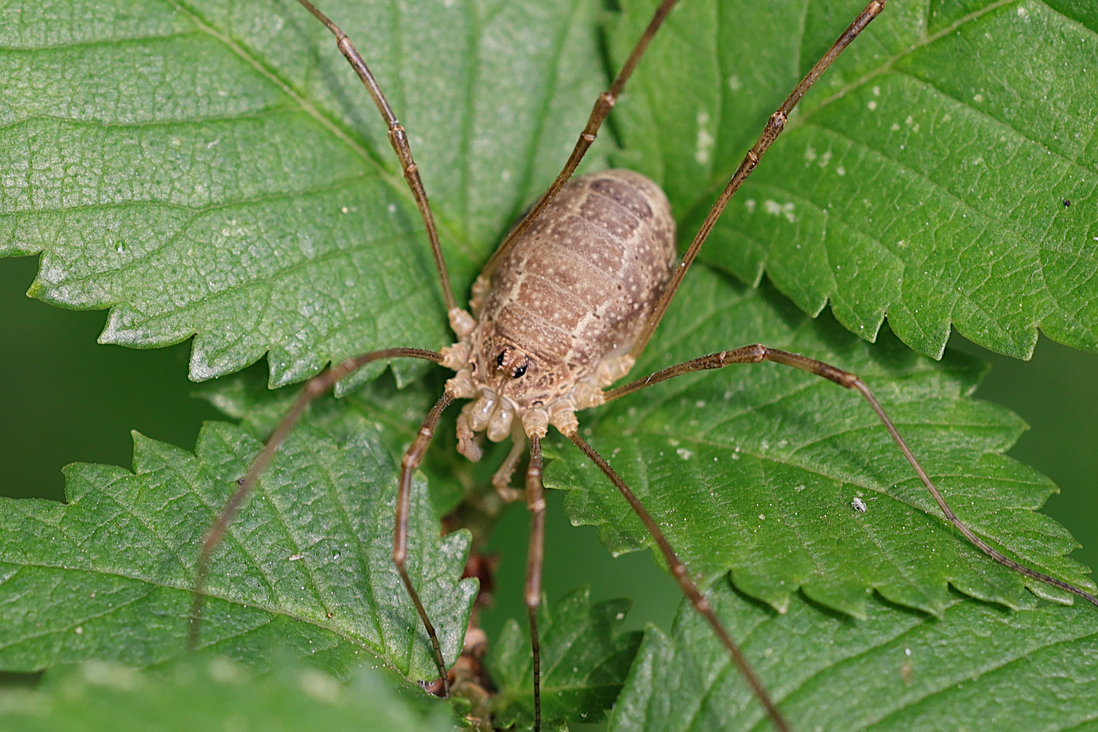 rilaena_triangularis5md