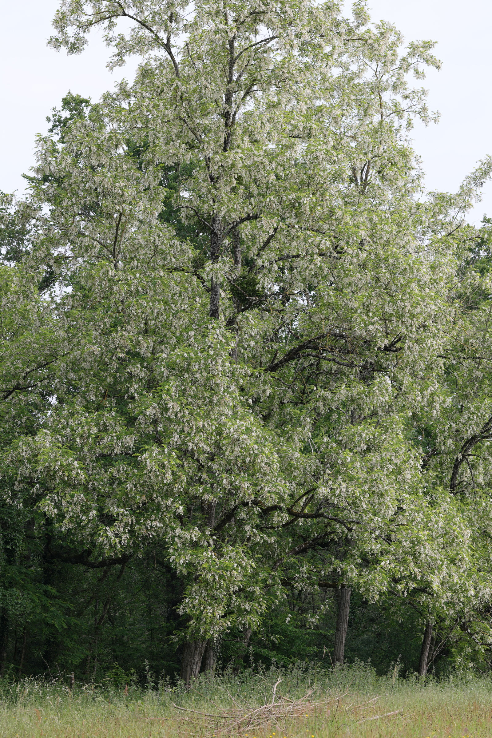Afficher le média robinia_pseudoacacia3md robinia_pseudoacacia3md