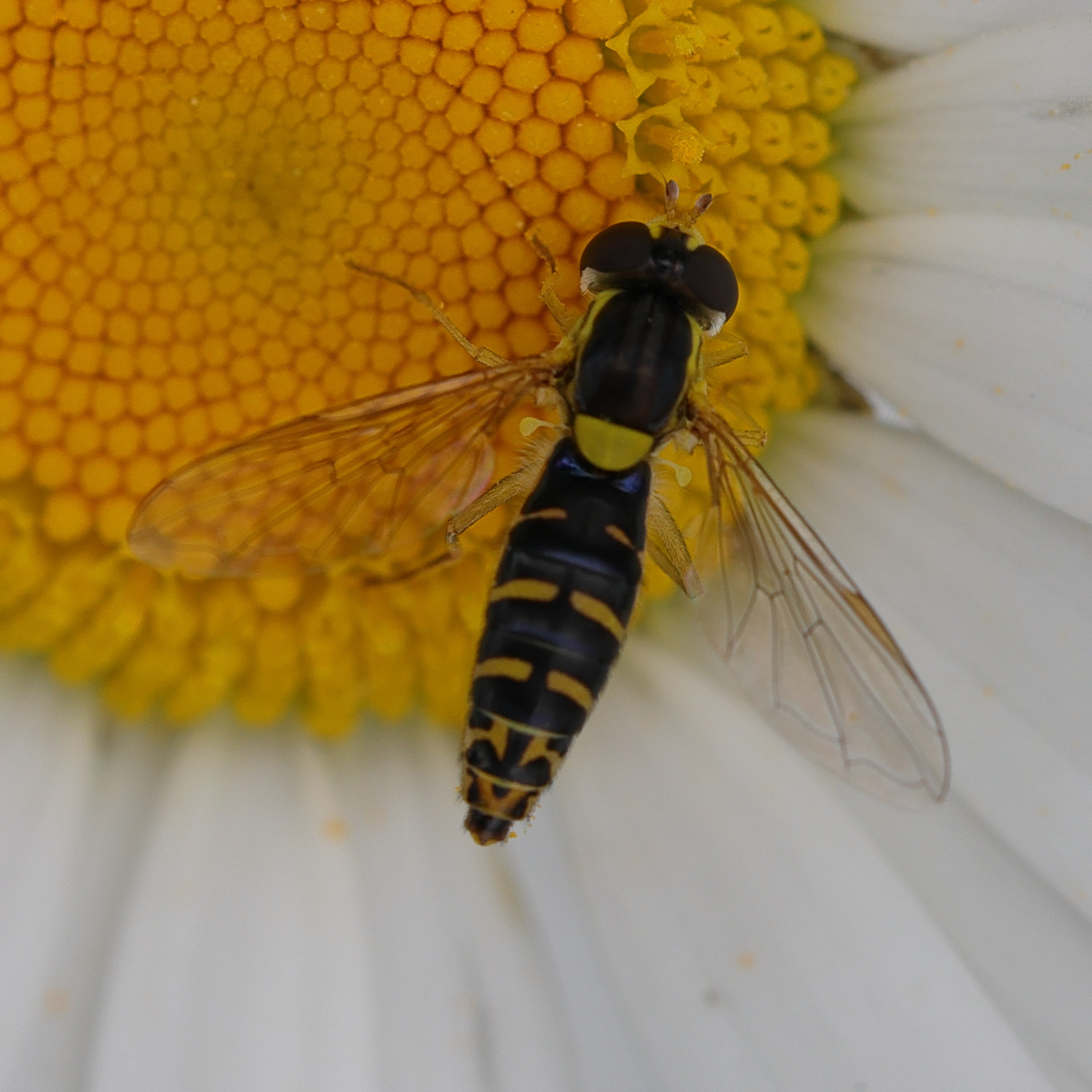 sphaerophoria_scripta7md