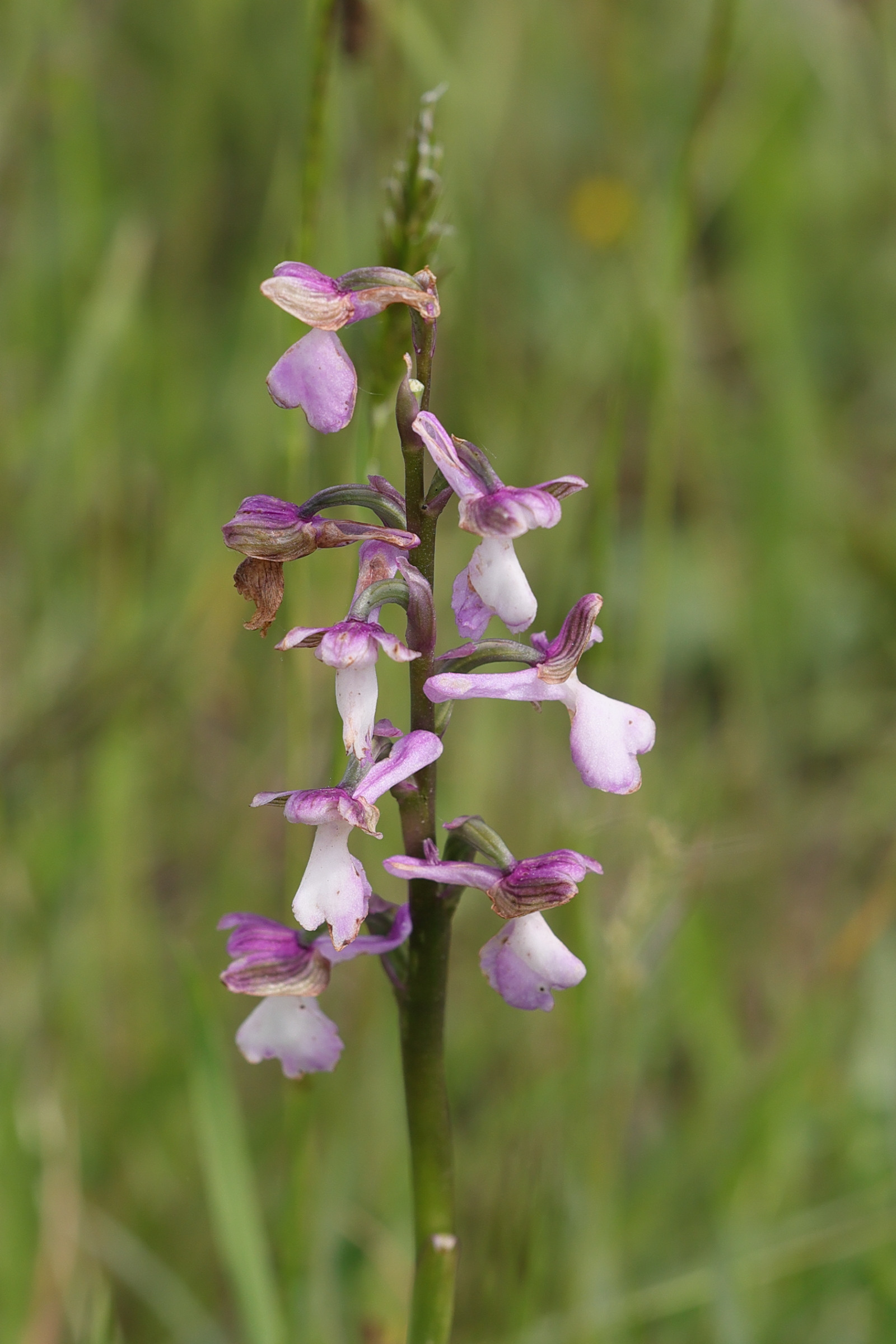 anacamptis_morio11md