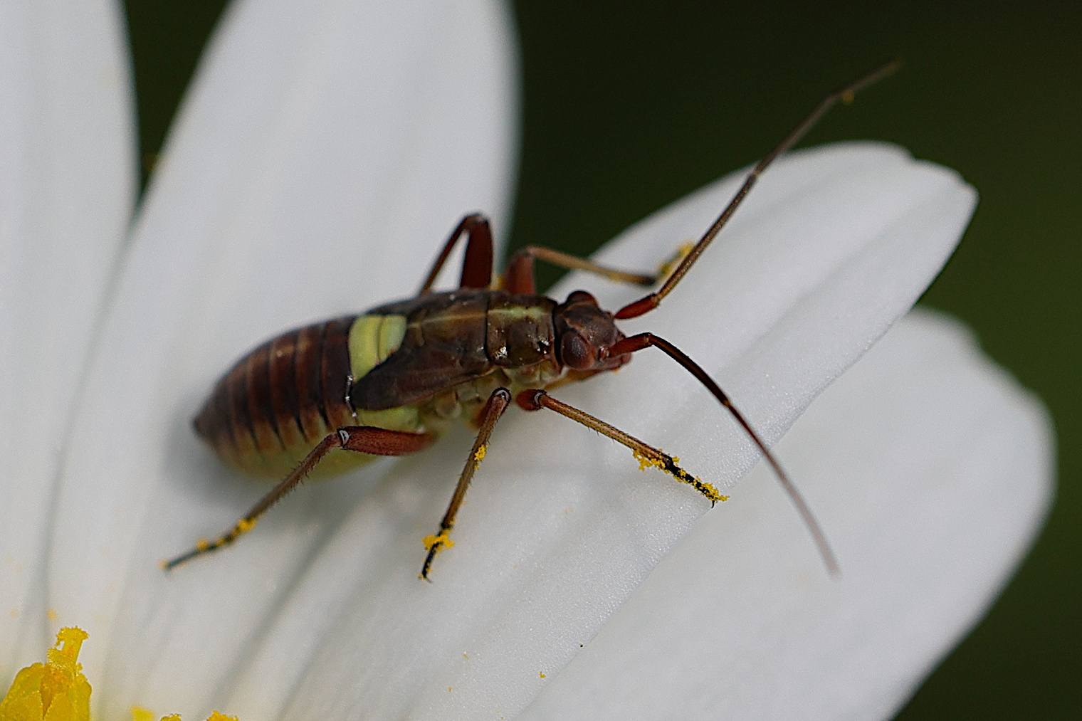 calocoris_roseomaculatus_juv1md.jpg
