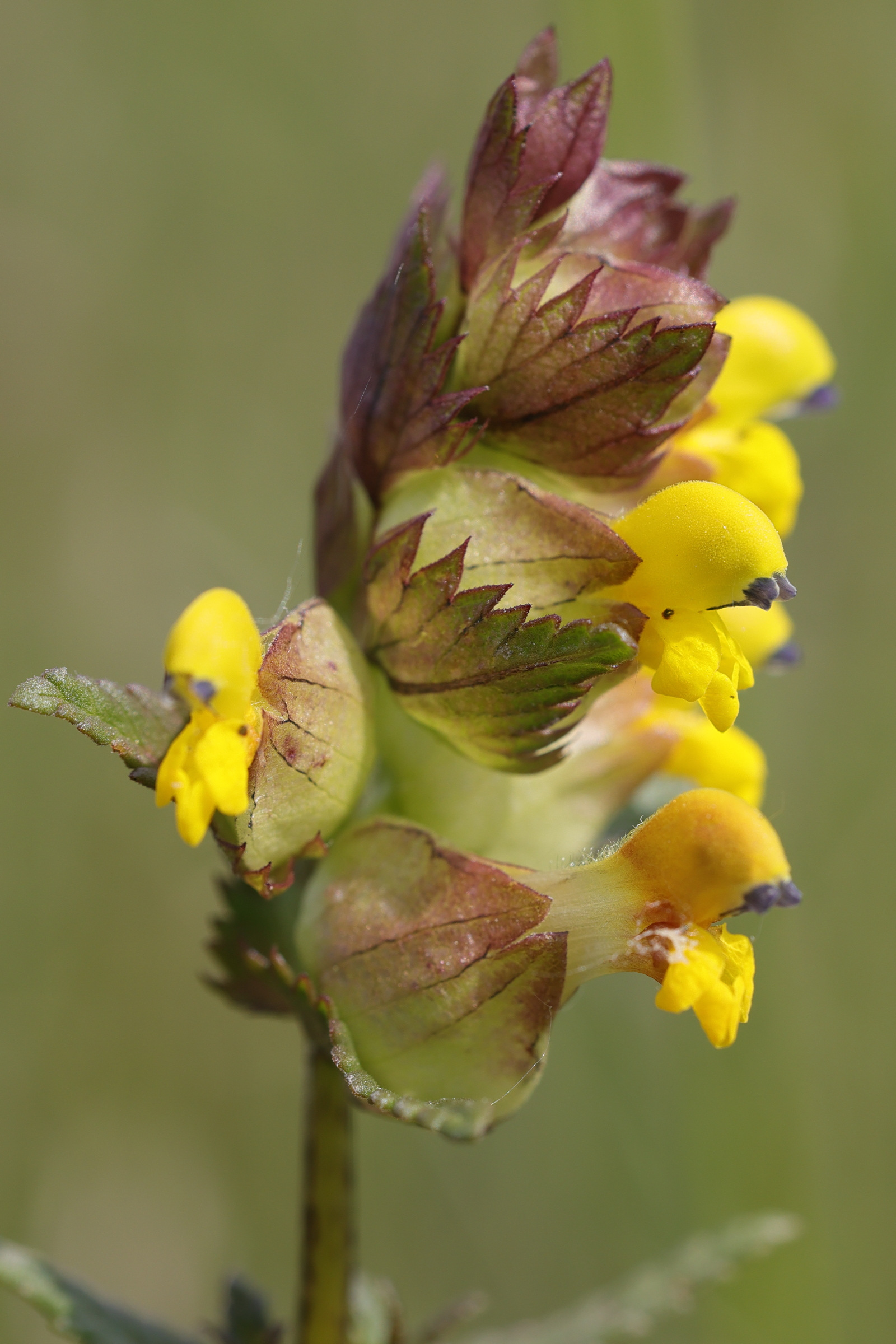 Afficher le média rhinanthus_minor5md rhinanthus_minor5md