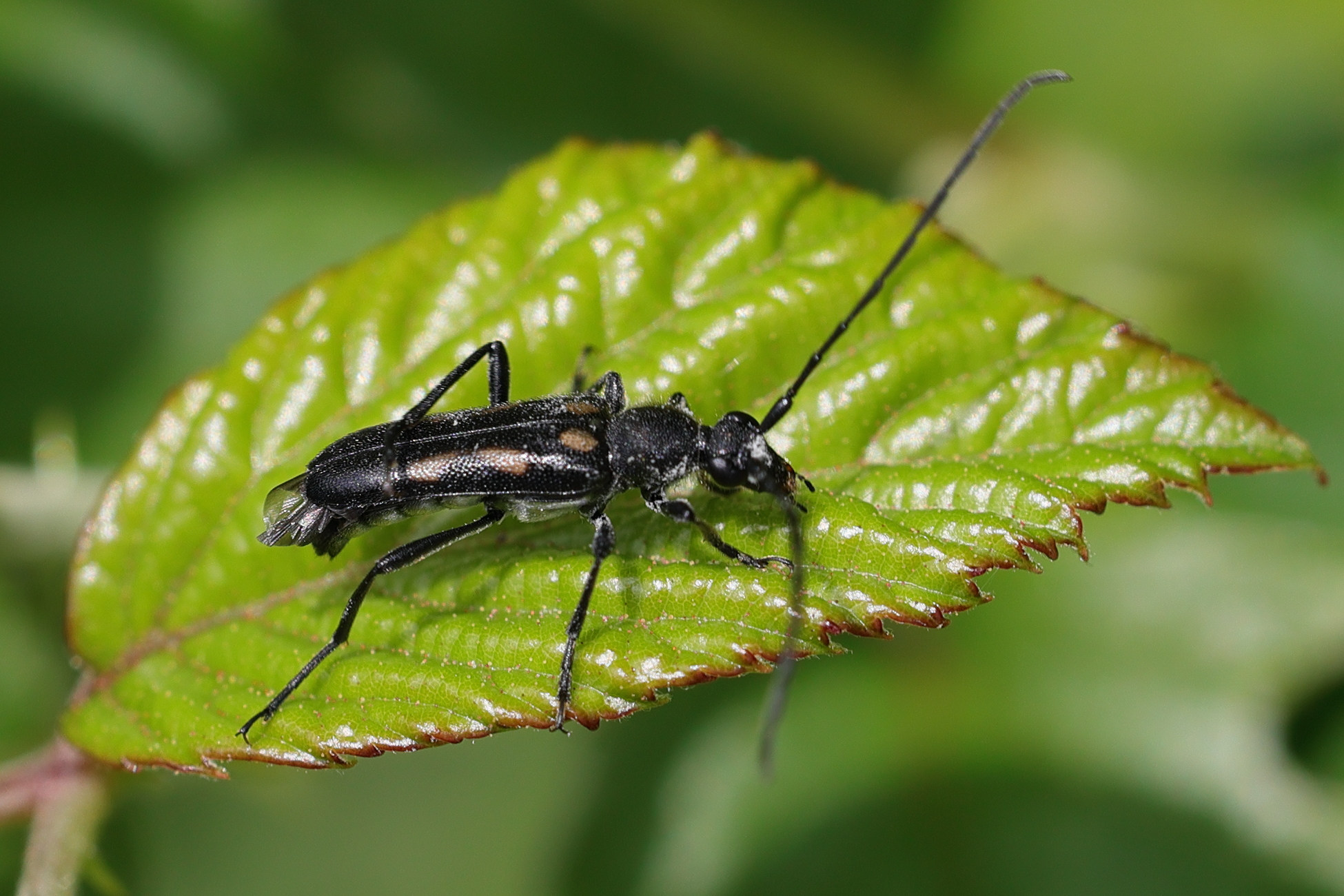 anoplodera_sexguttata1md