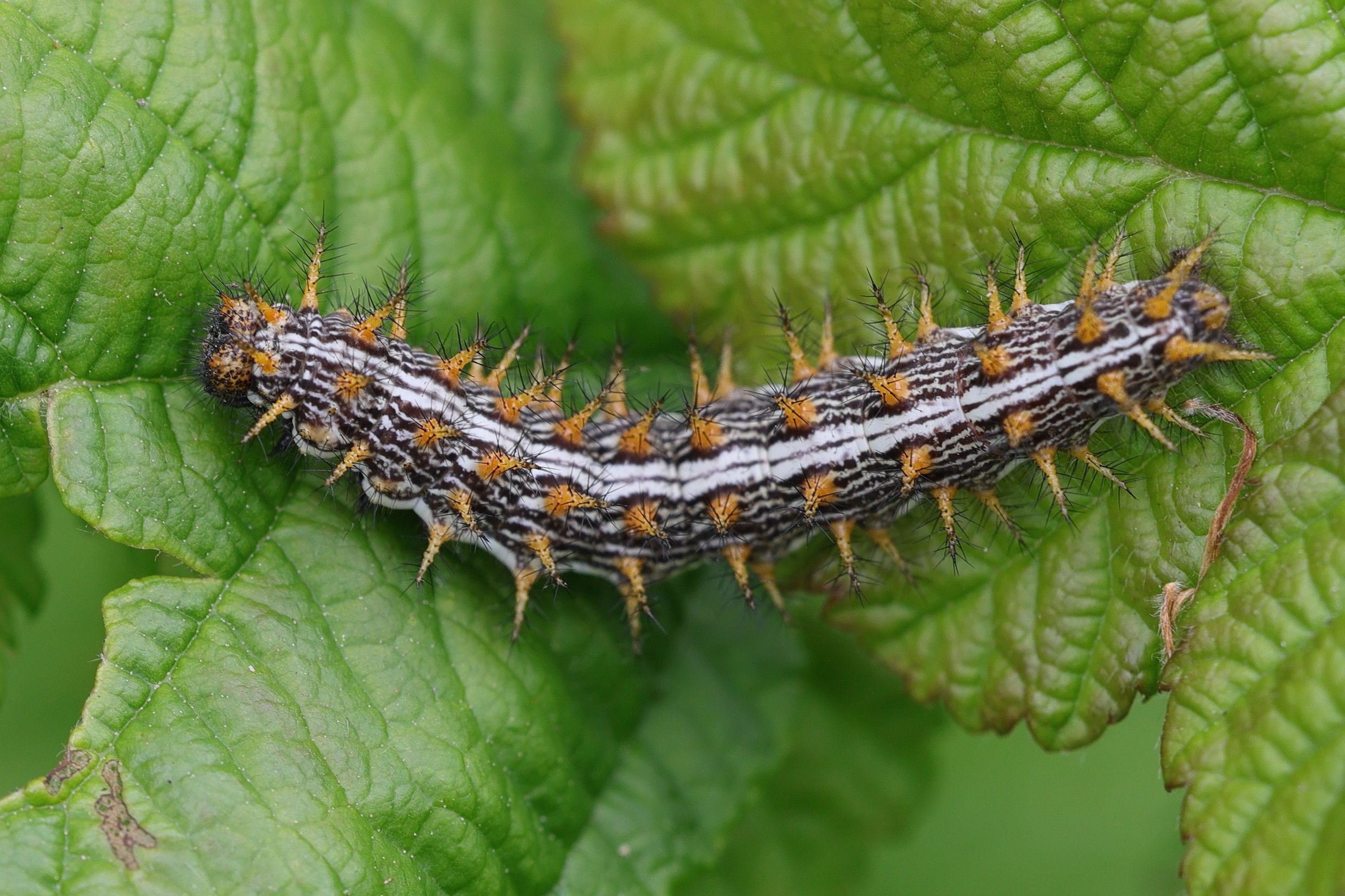 brenthis_daphne_ch3md