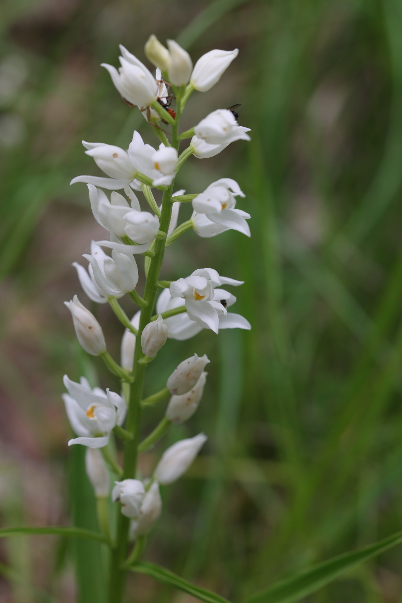 Afficher le média cephalanthera_longifolia5md cephalanthera_longifolia5md
