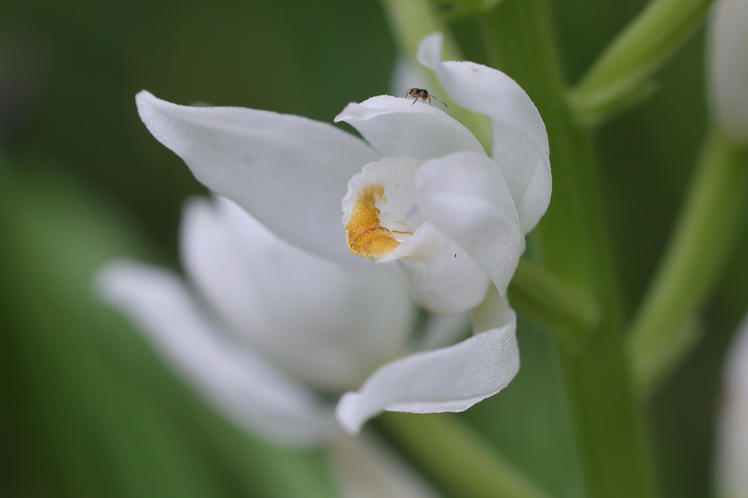 Afficher le média cephalanthera_longifolia6md cephalanthera_longifolia6md