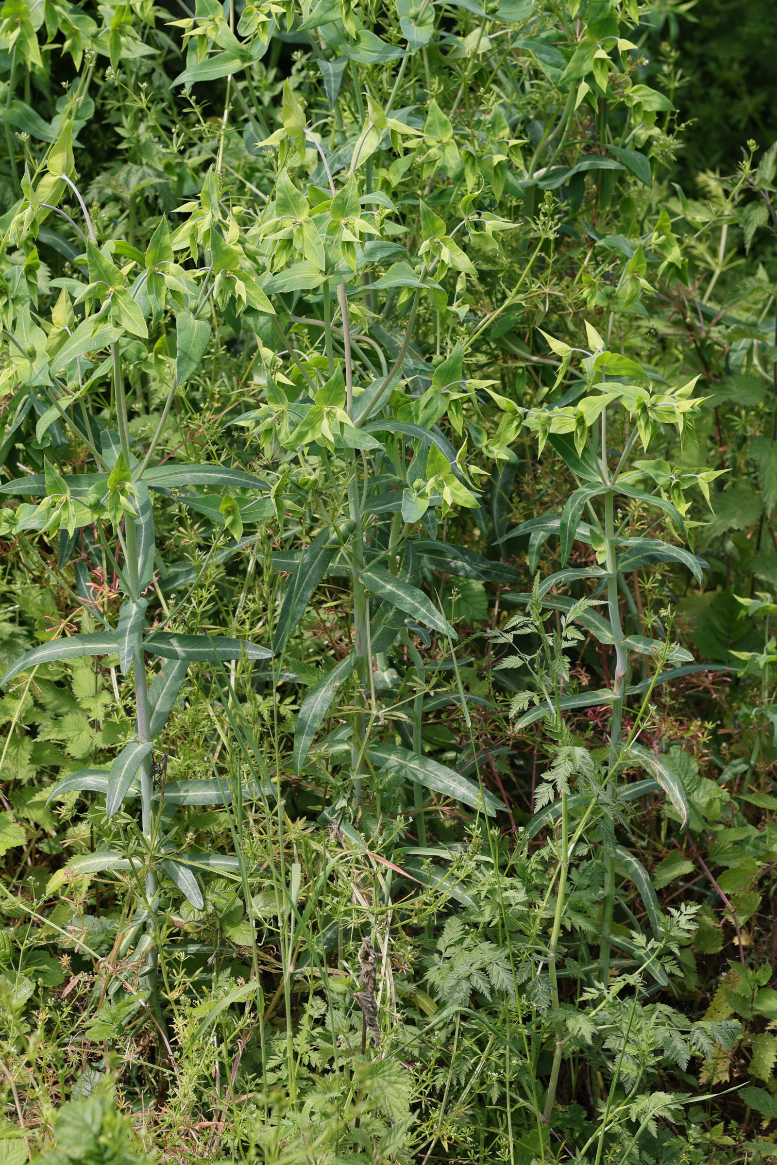 Afficher le média euphorbia_lathyris1md euphorbia_lathyris1md