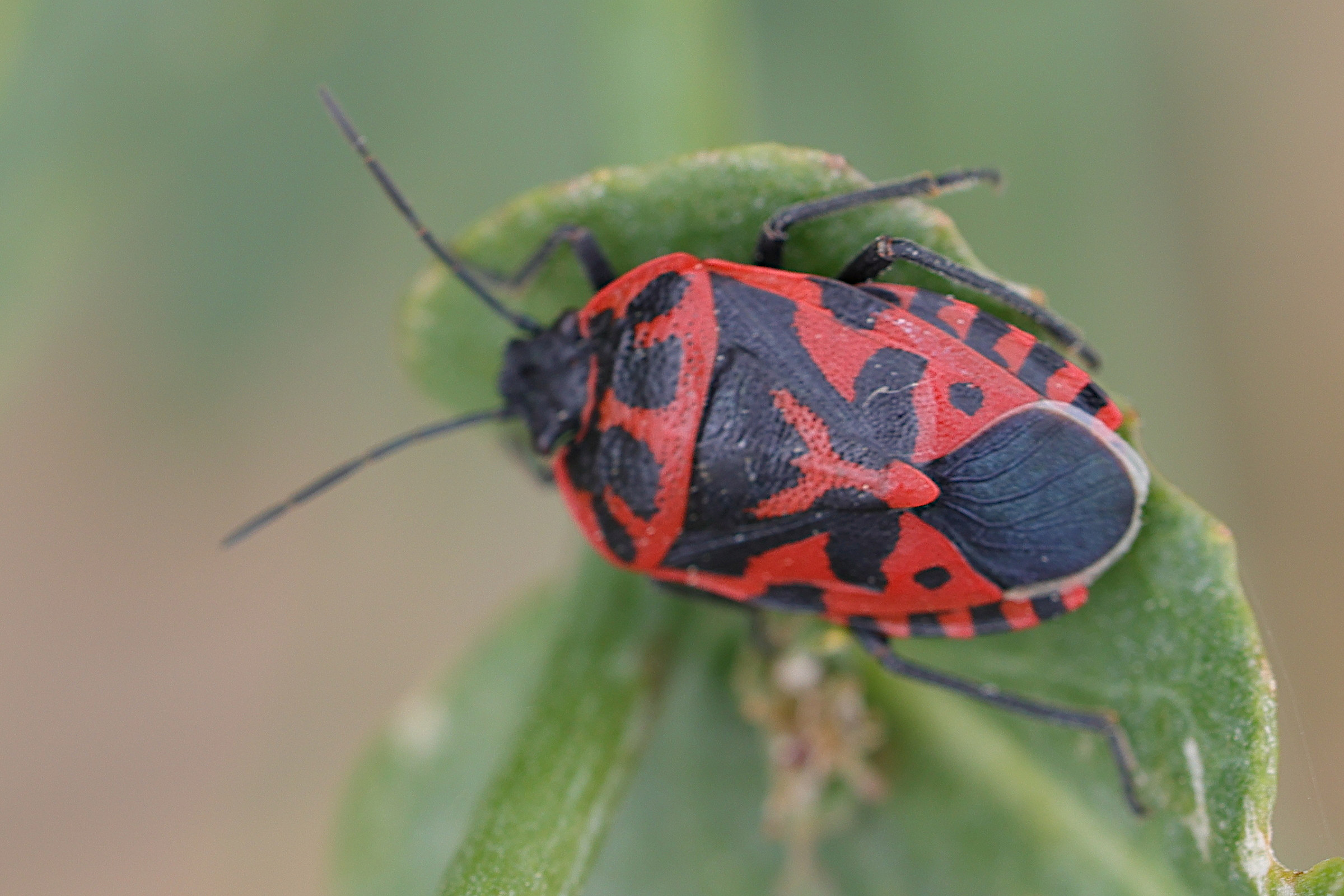 eurydema_ventralis3md