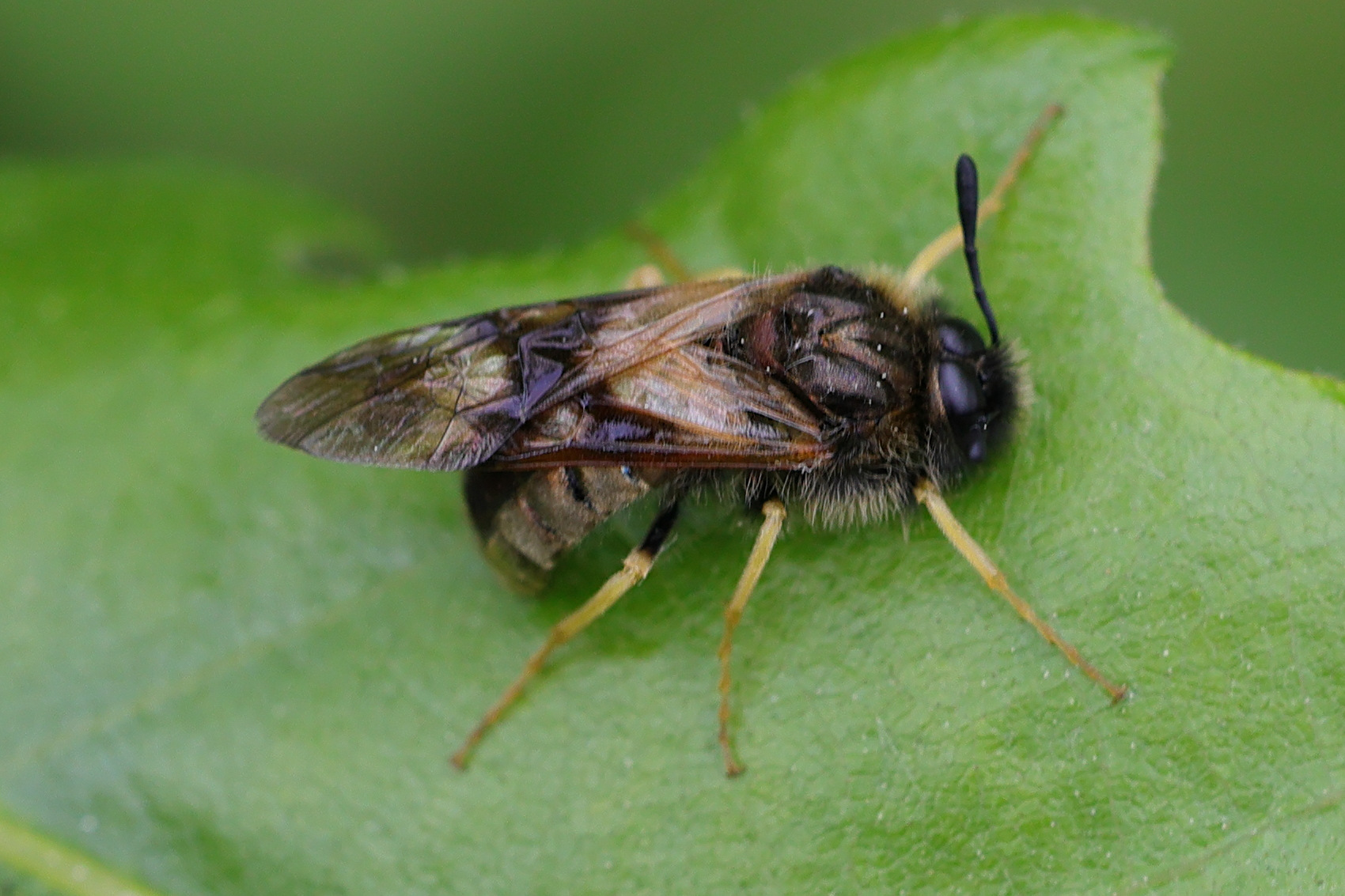 abia_aenea-lonicerae1md