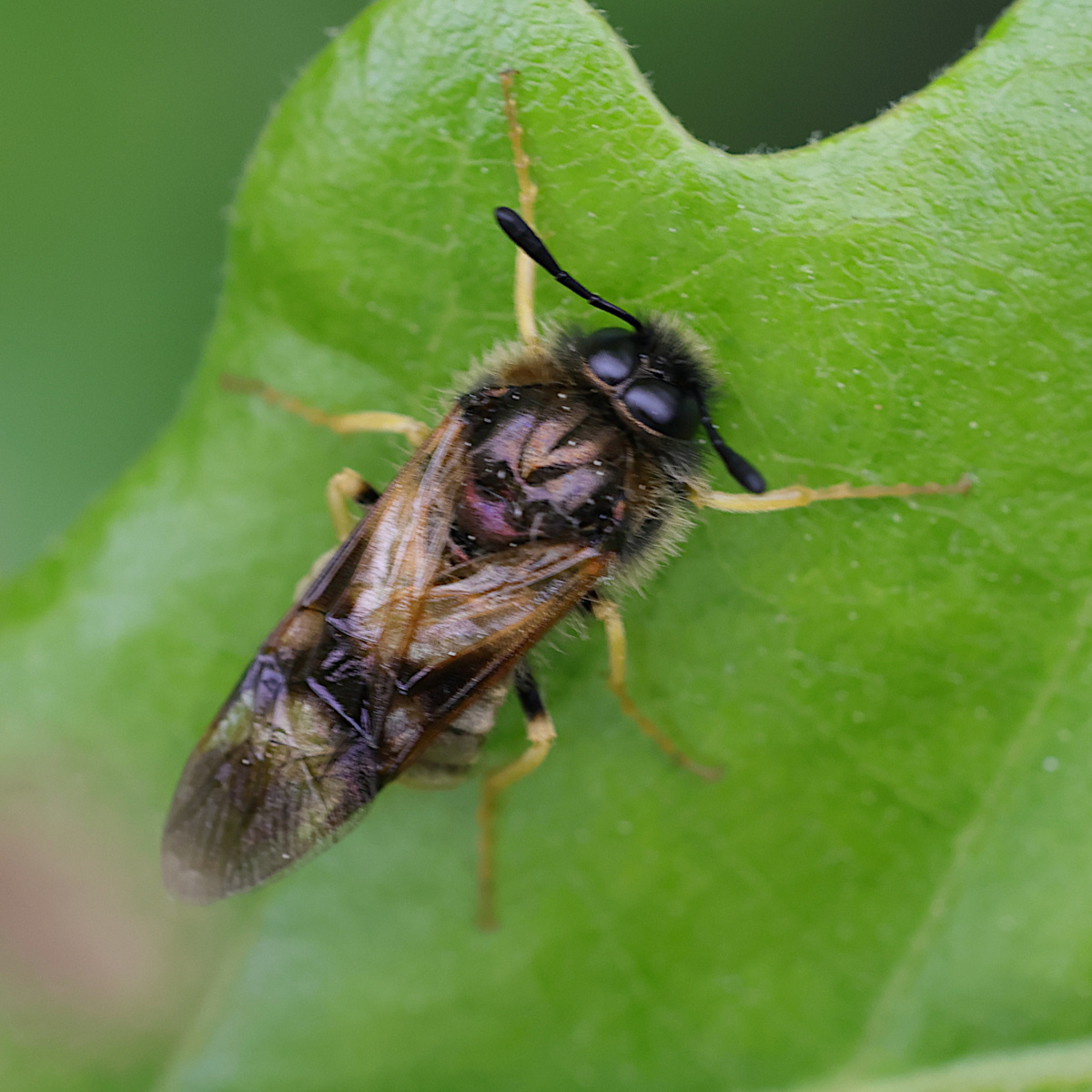 abia_aenea-lonicerae2md