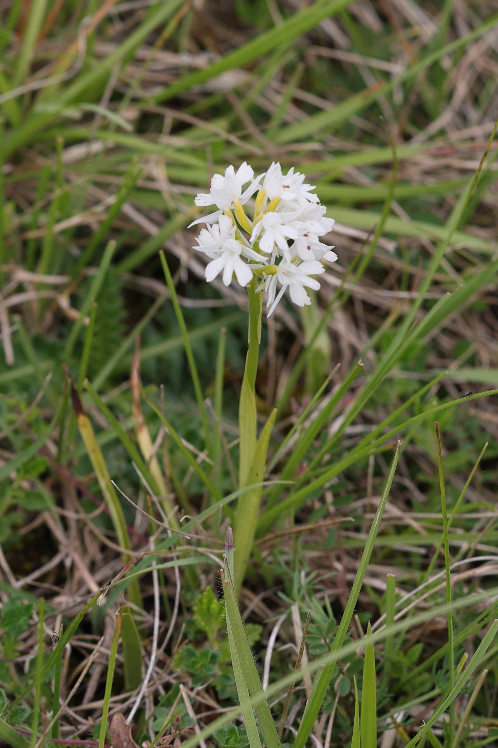 anacamptis_pyramidalis8md
