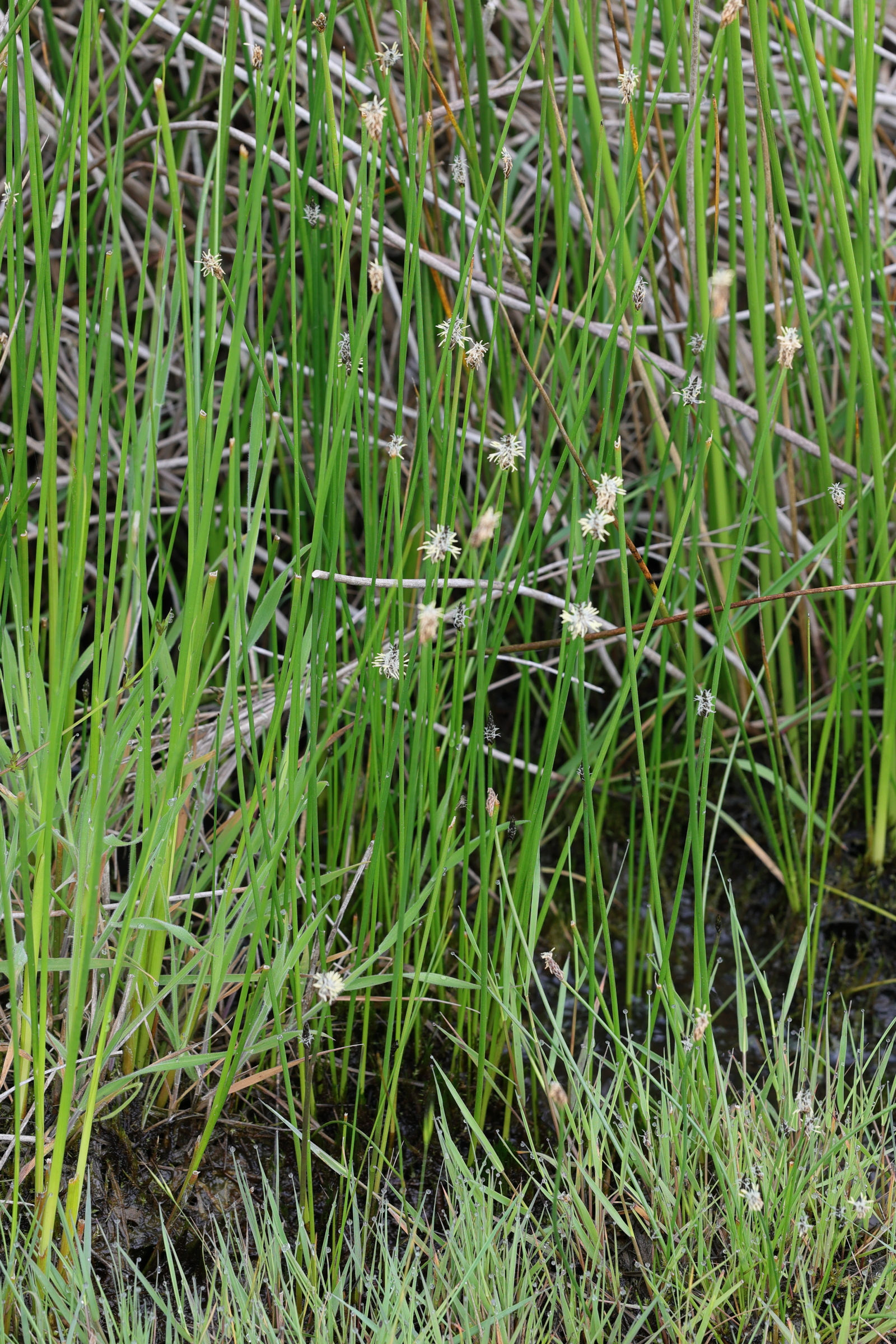 eleocharis_palustris2md