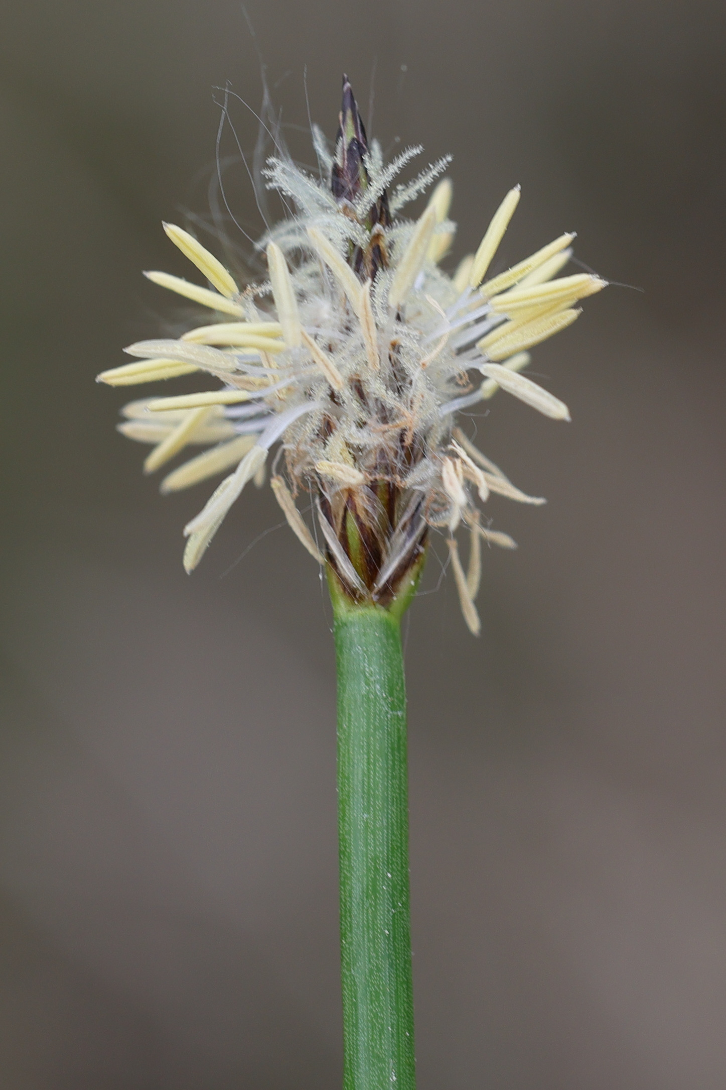 eleocharis_palustris3md