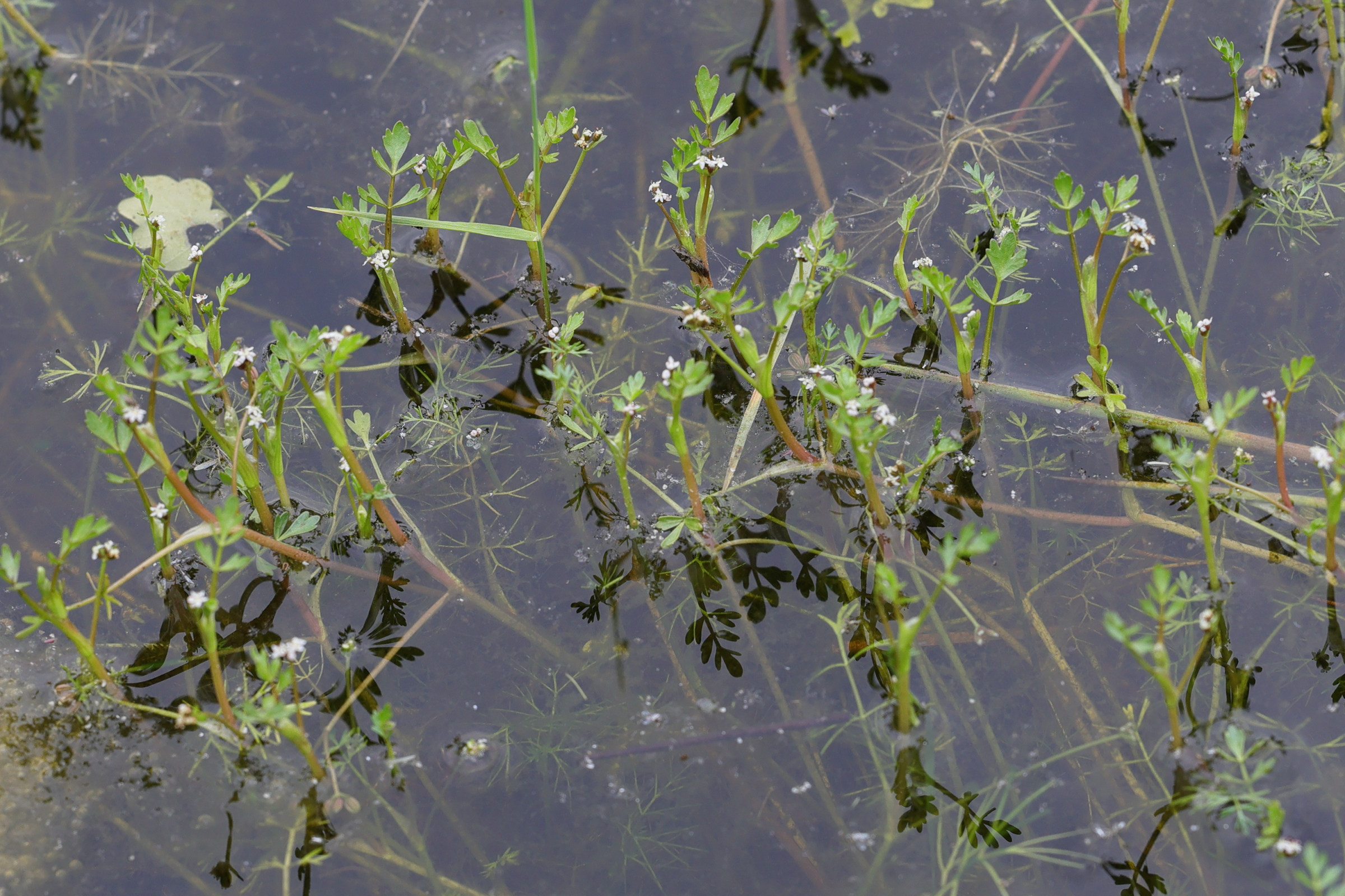 helosciadium_inundatum1md