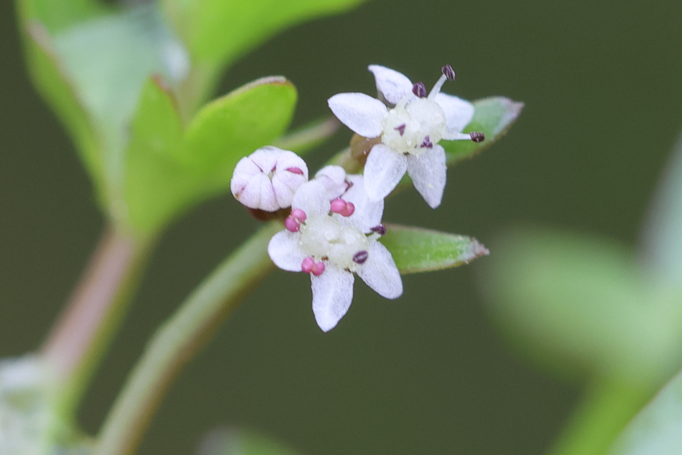 helosciadium_inundatum3md