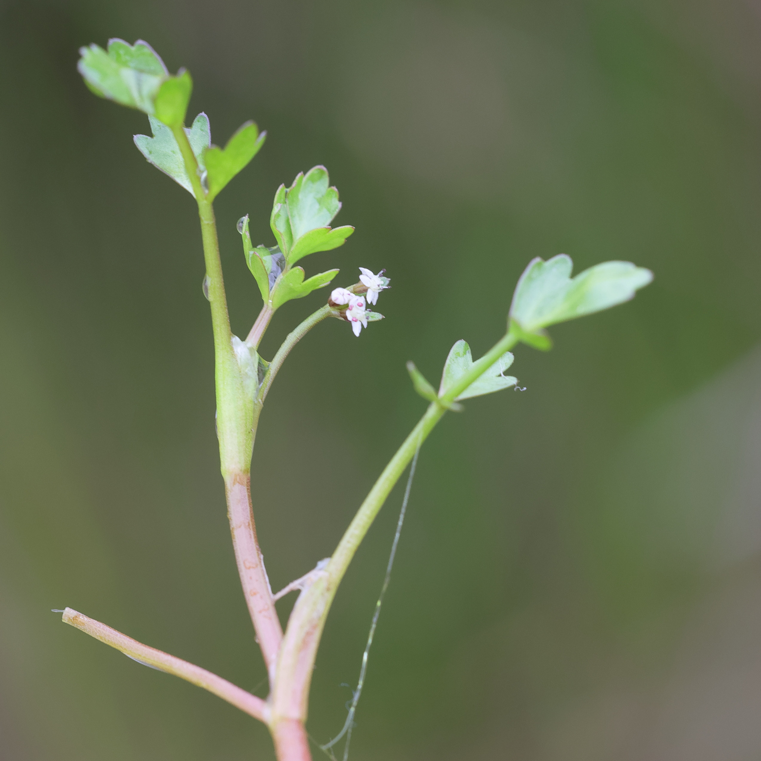 helosciadium_inundatum5md