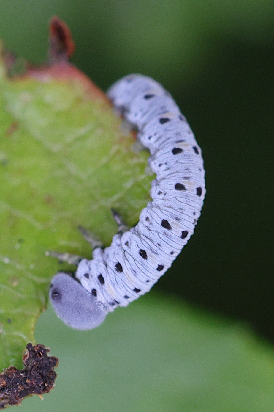 tenthredo_scrophulariae_larv3md