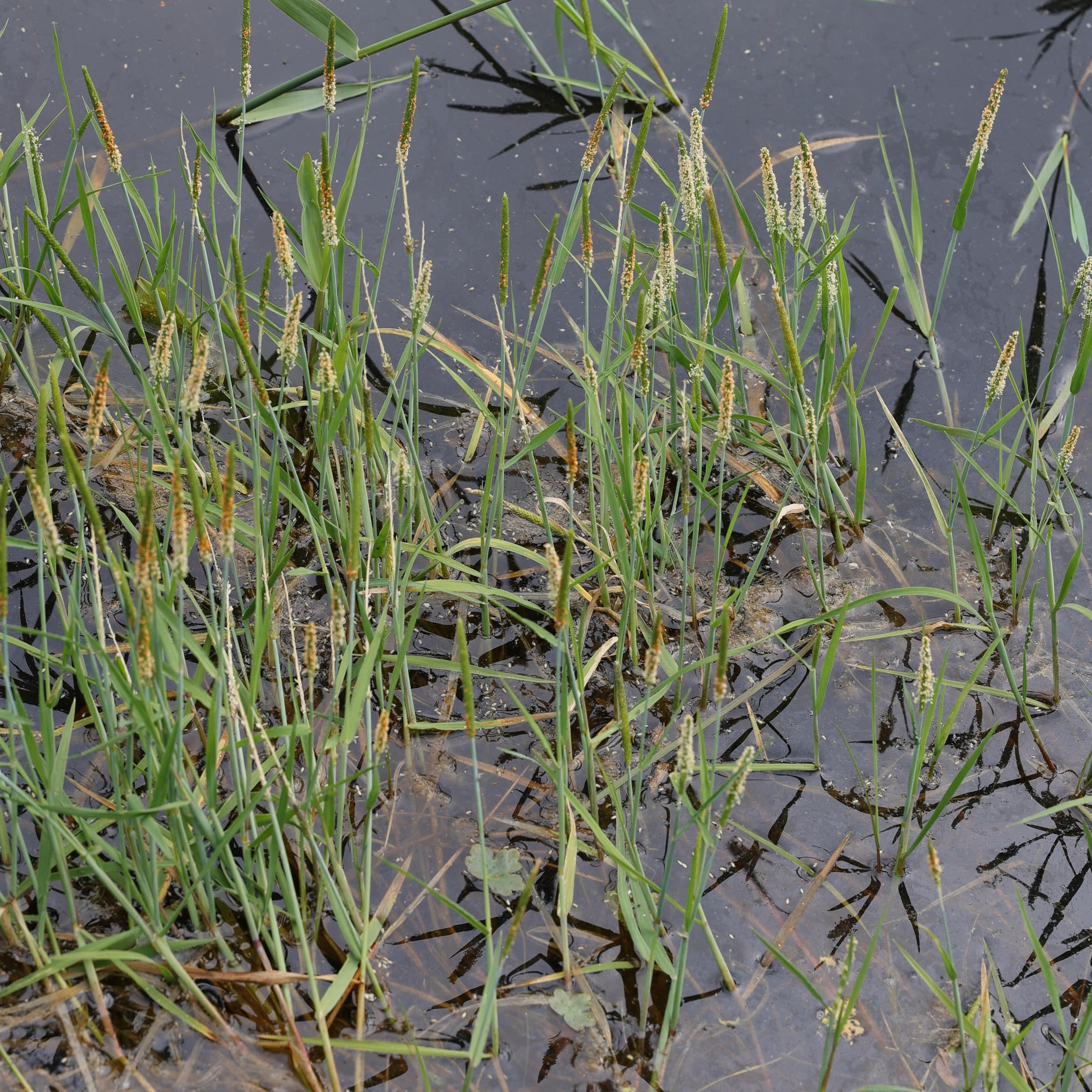 alopecurus_aequalis1mdjpg