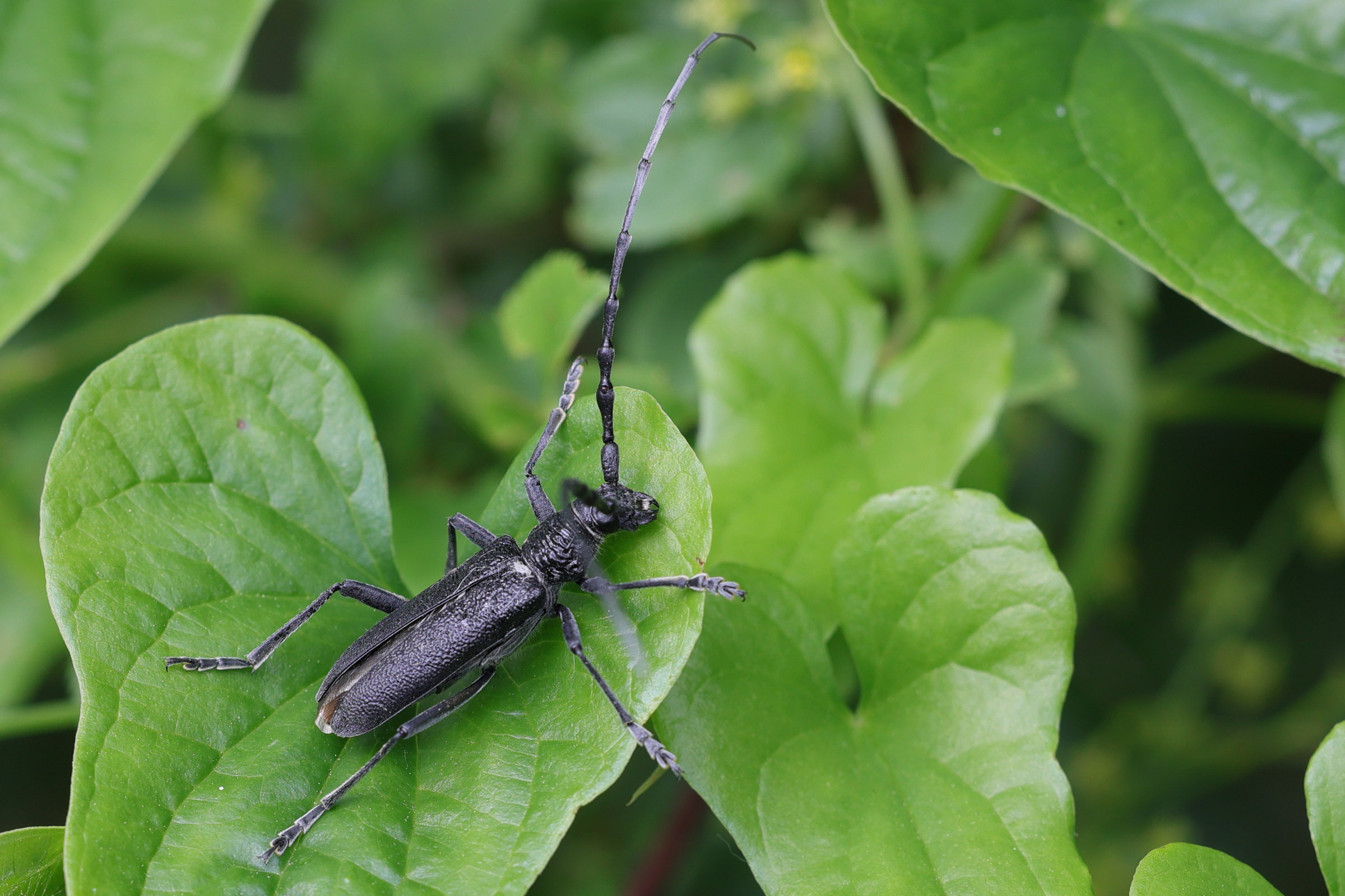 cerambyx_scopolii5md