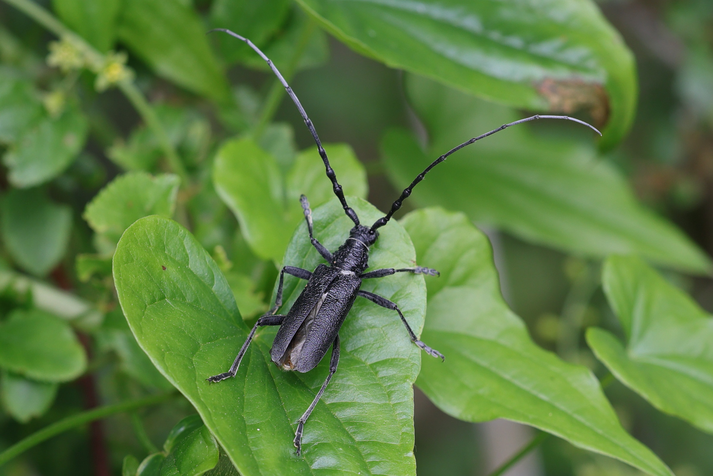 cerambyx_scopolii6md