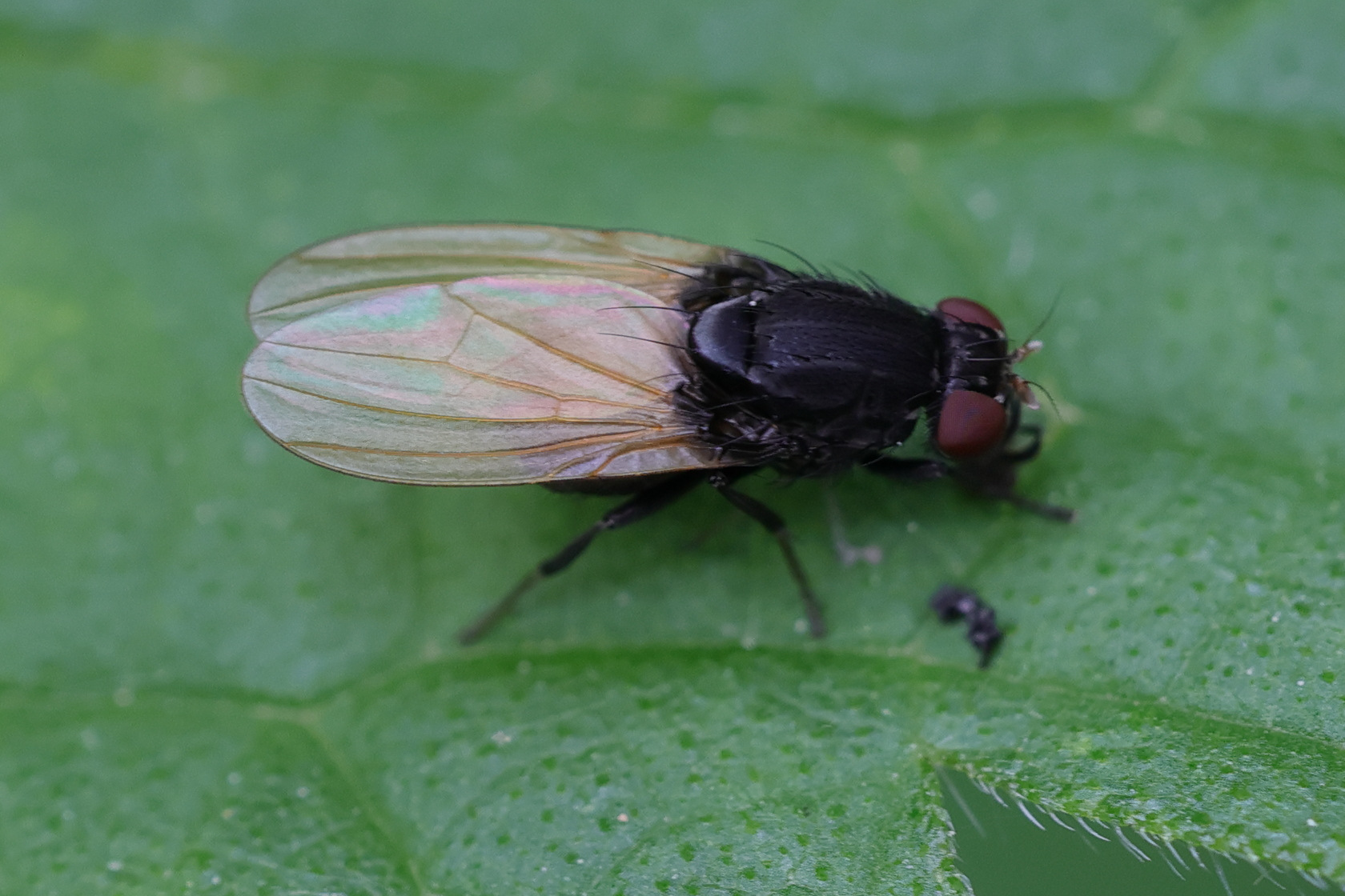 minettia_longipennis1md