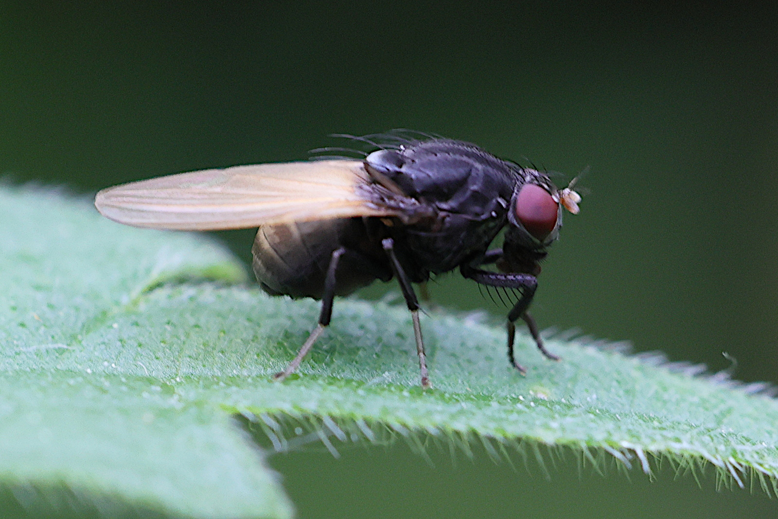 minettia_longipennis2md